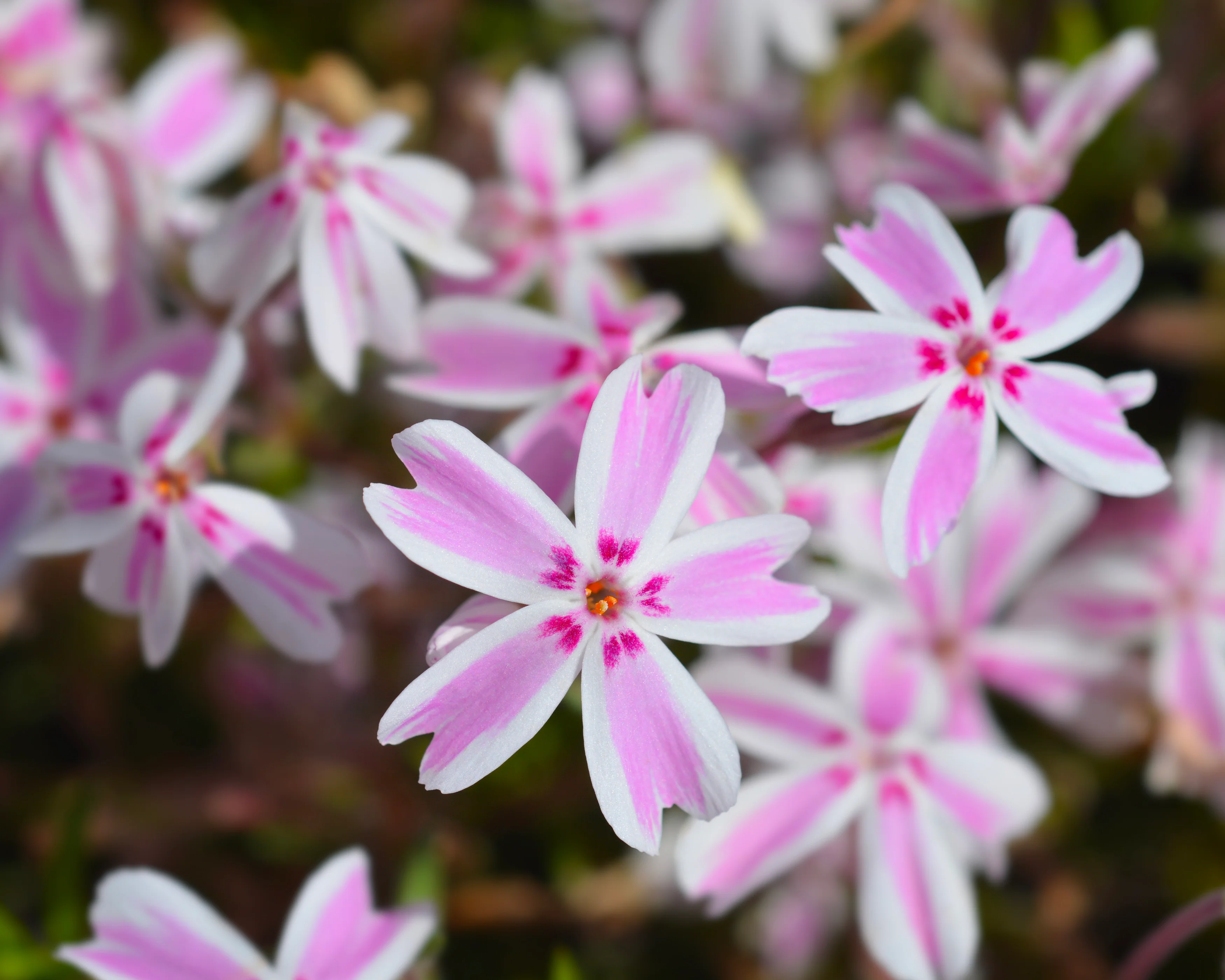 Phlox 'Candy Stripe' - Image 4