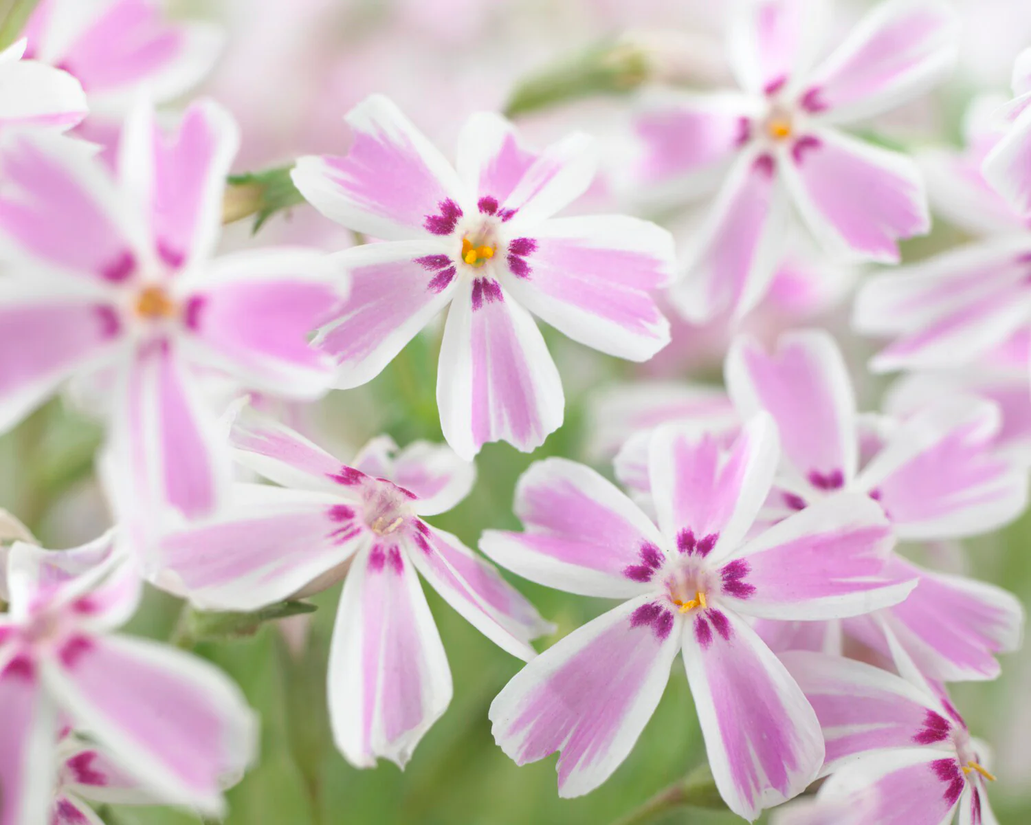 Phlox 'Candy Stripe' - Image 5