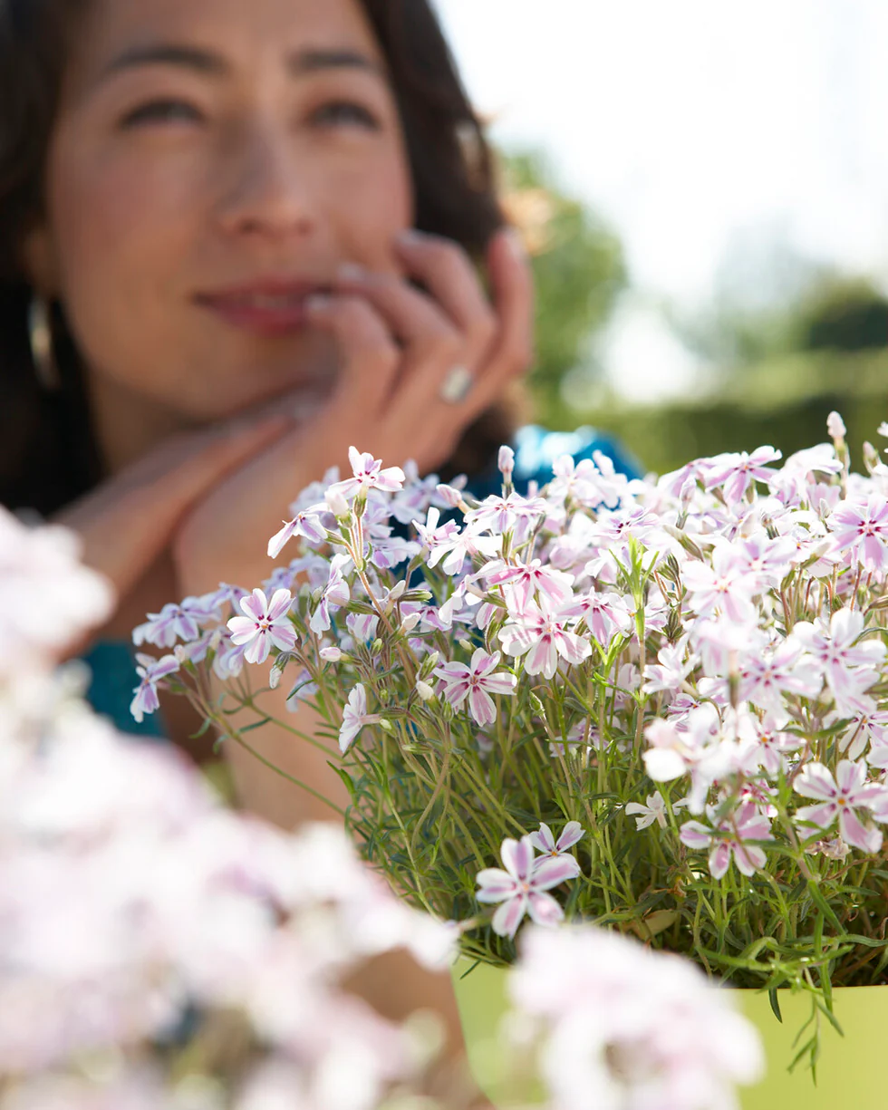 Phlox 'Candy Stripe' - Image 7