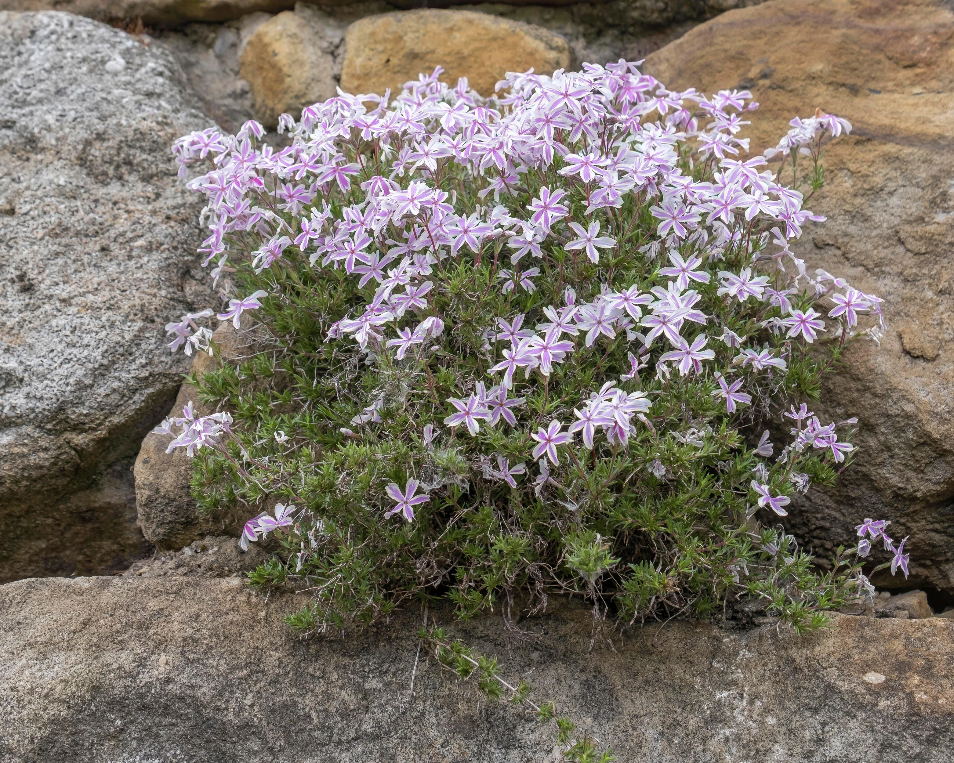 Phlox 'Candy Stripe' - Image 8