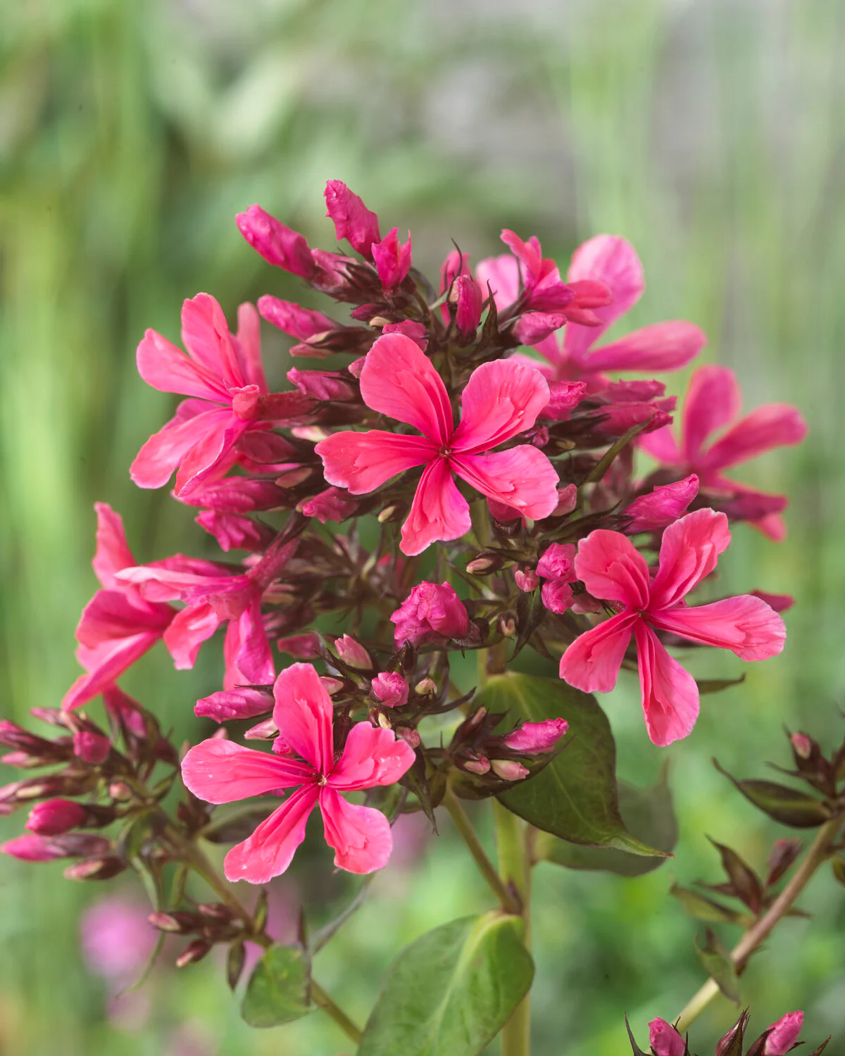 Phlox 'Cleopatra' - Image 4