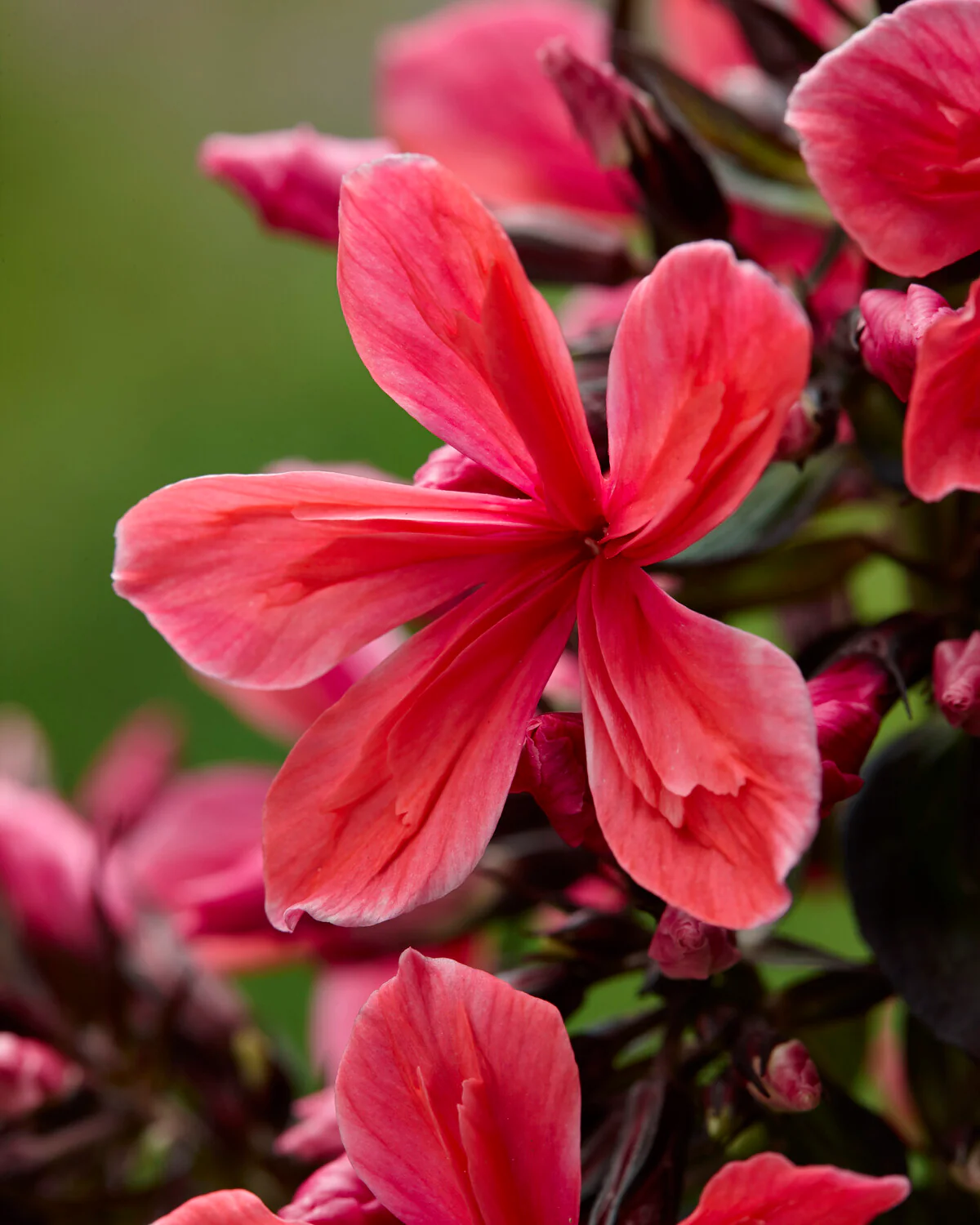 Phlox 'Cleopatra' - Image 7