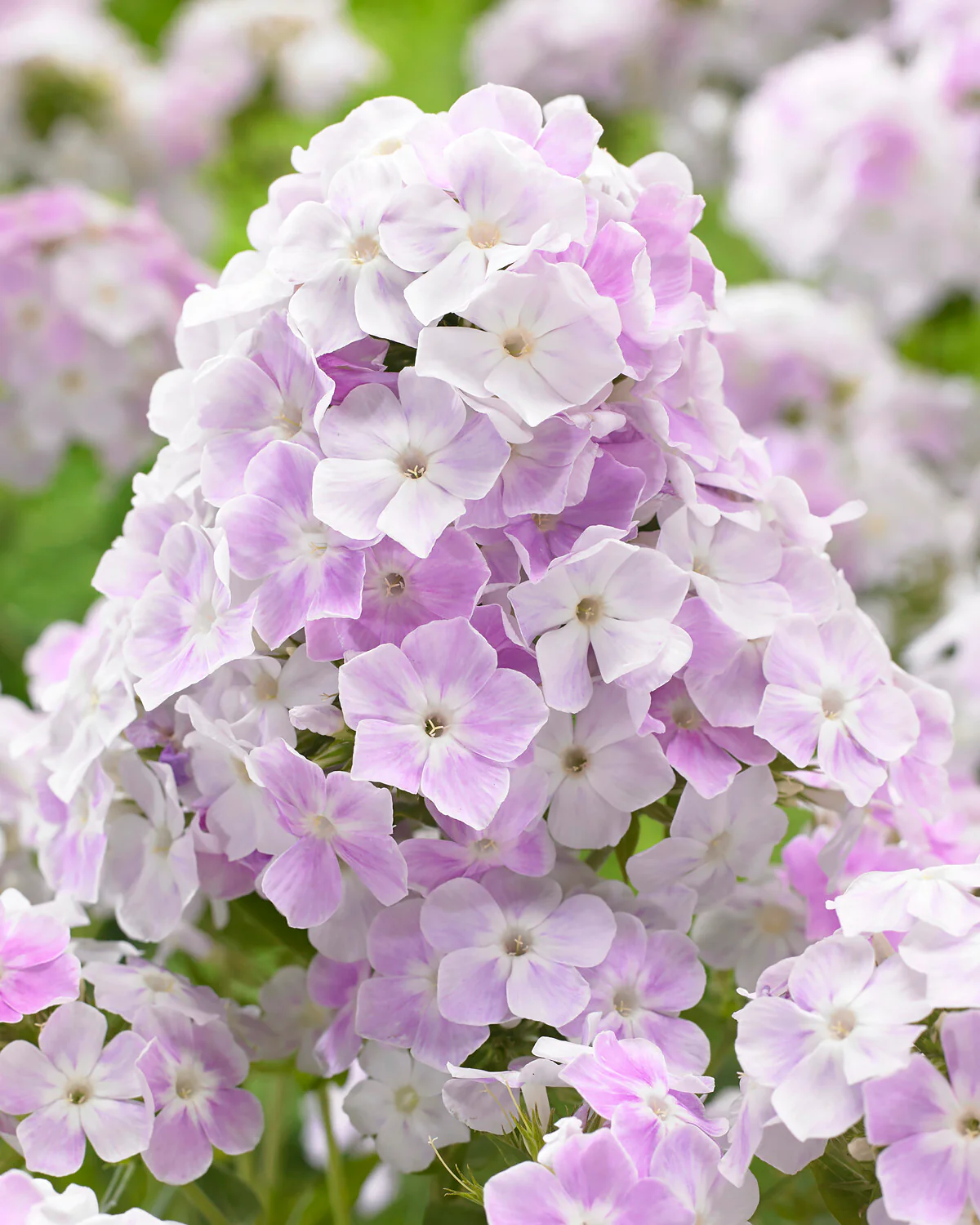 Phlox 'Cool Water' - Image 2