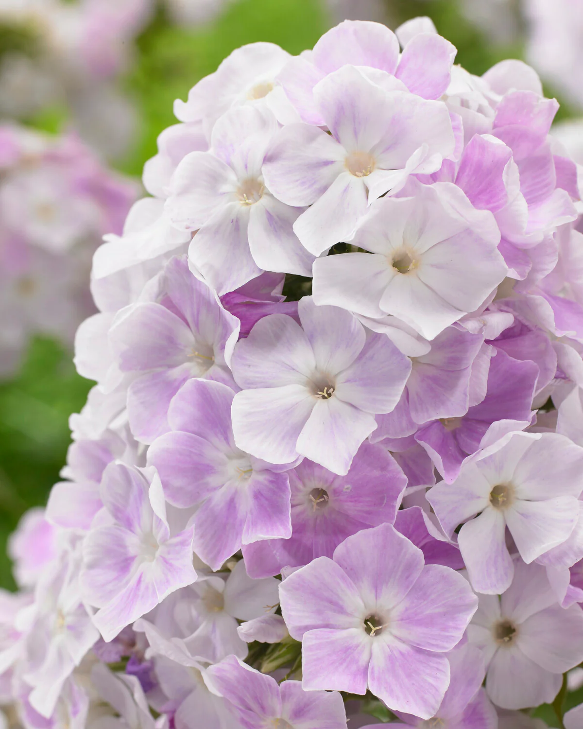 Phlox 'Cool Water' - Image 3