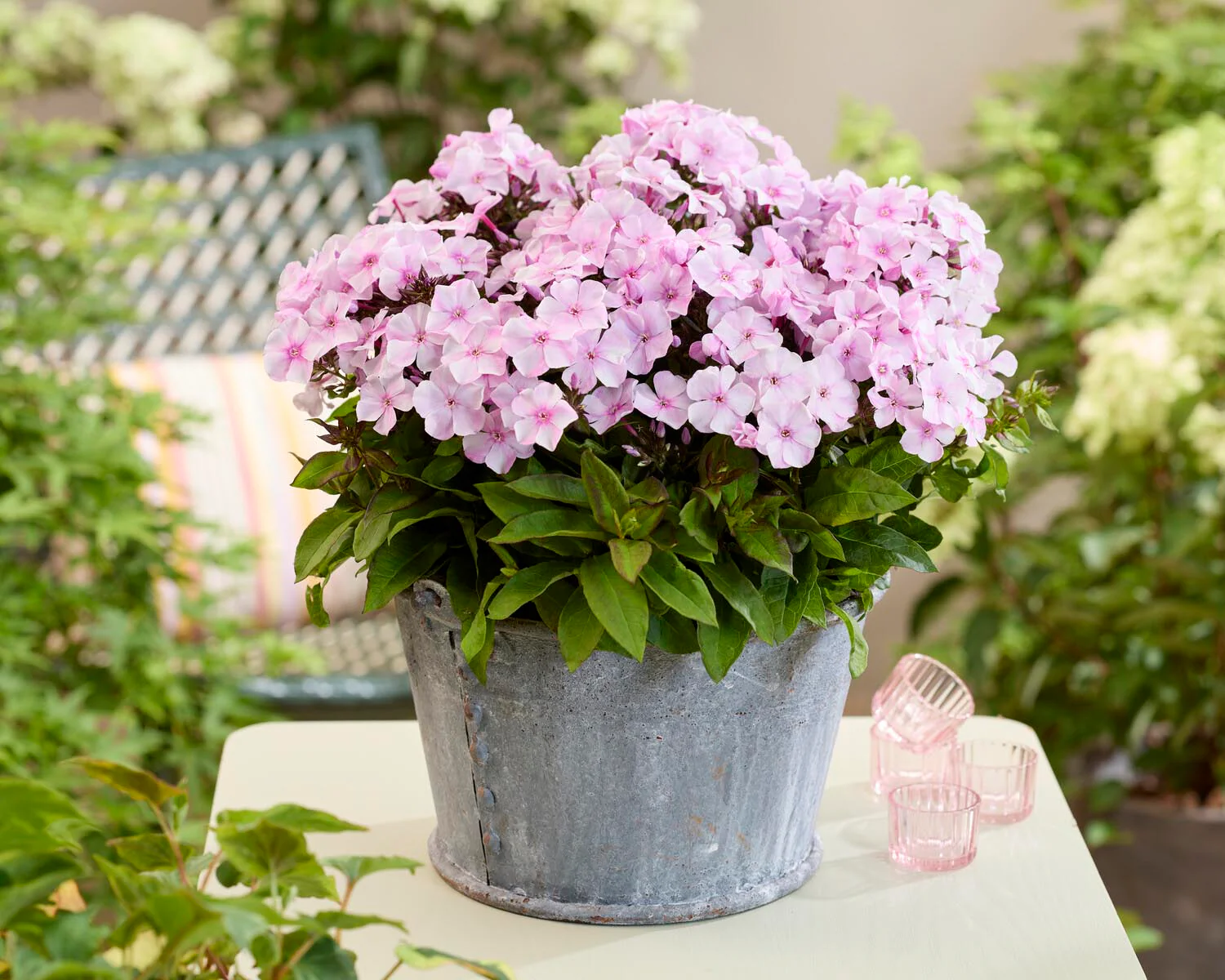 Phlox 'Flatscreen Blush' - Image 2