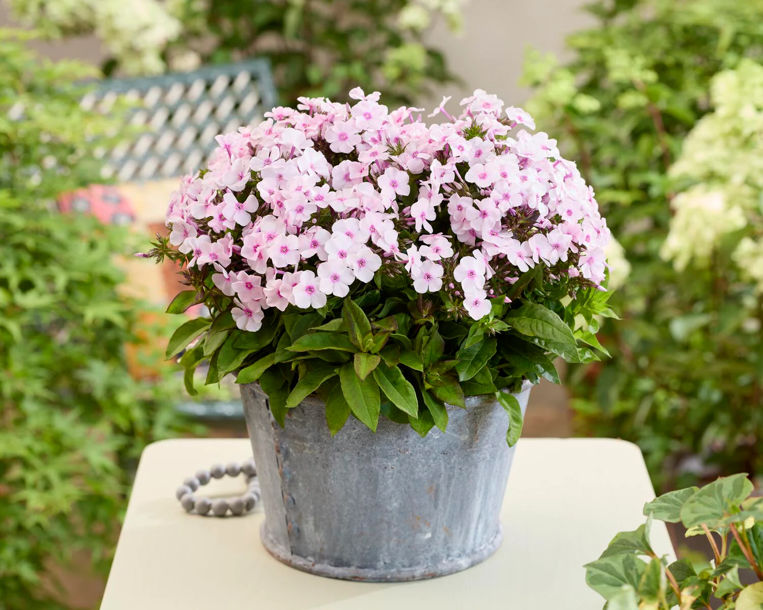 Phlox 'Flatscreen Blush' - Image 4
