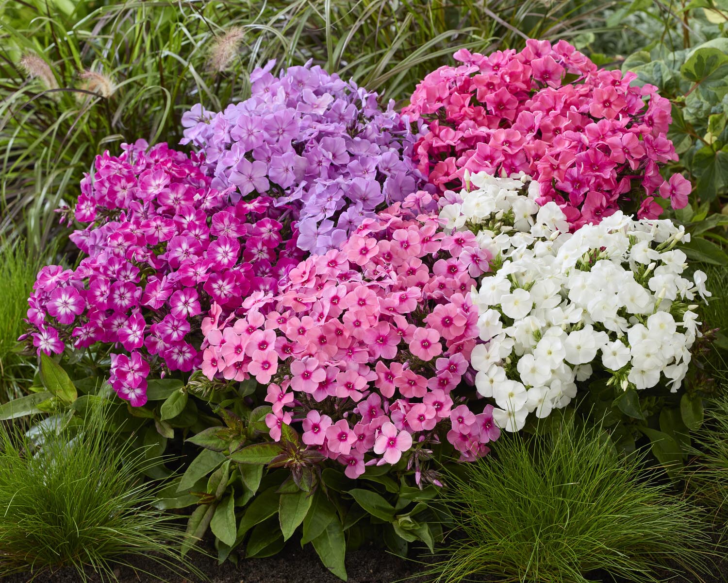 Phlox 'Flatscreen Haze' - Image 2