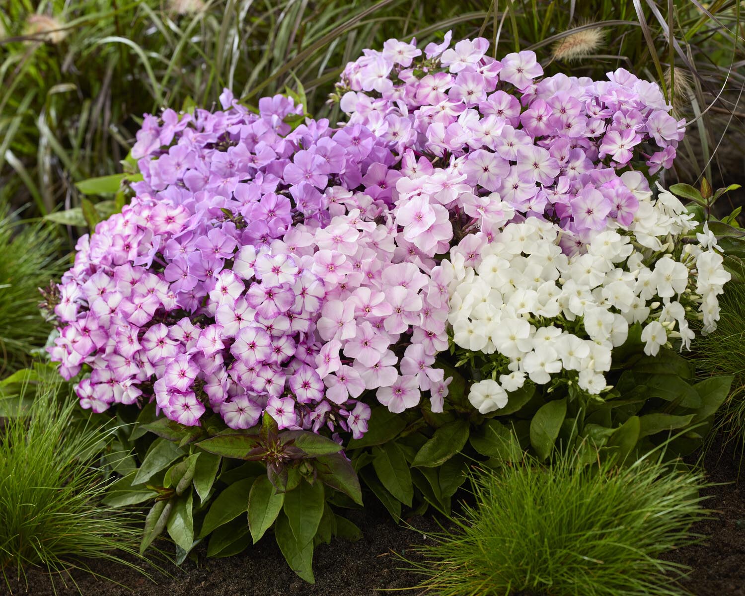 Phlox 'Flatscreen Dawn' - Image 2