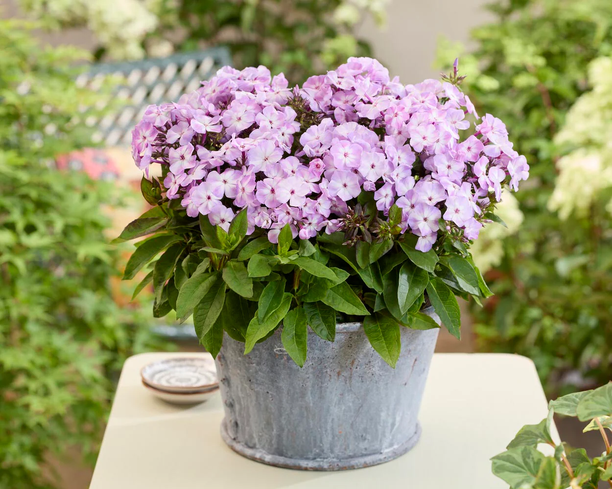 Phlox 'Flatscreen Dawn' - Image 3