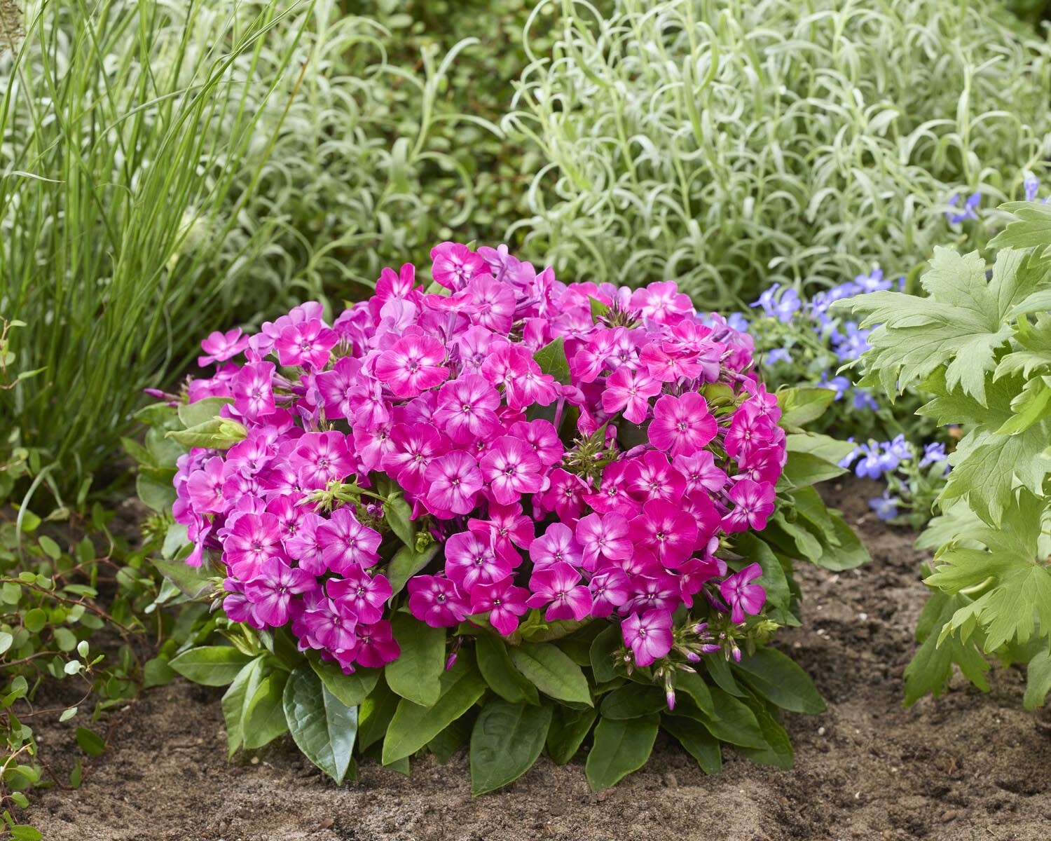 Phlox 'Flatscreen Dusk' - Image 2