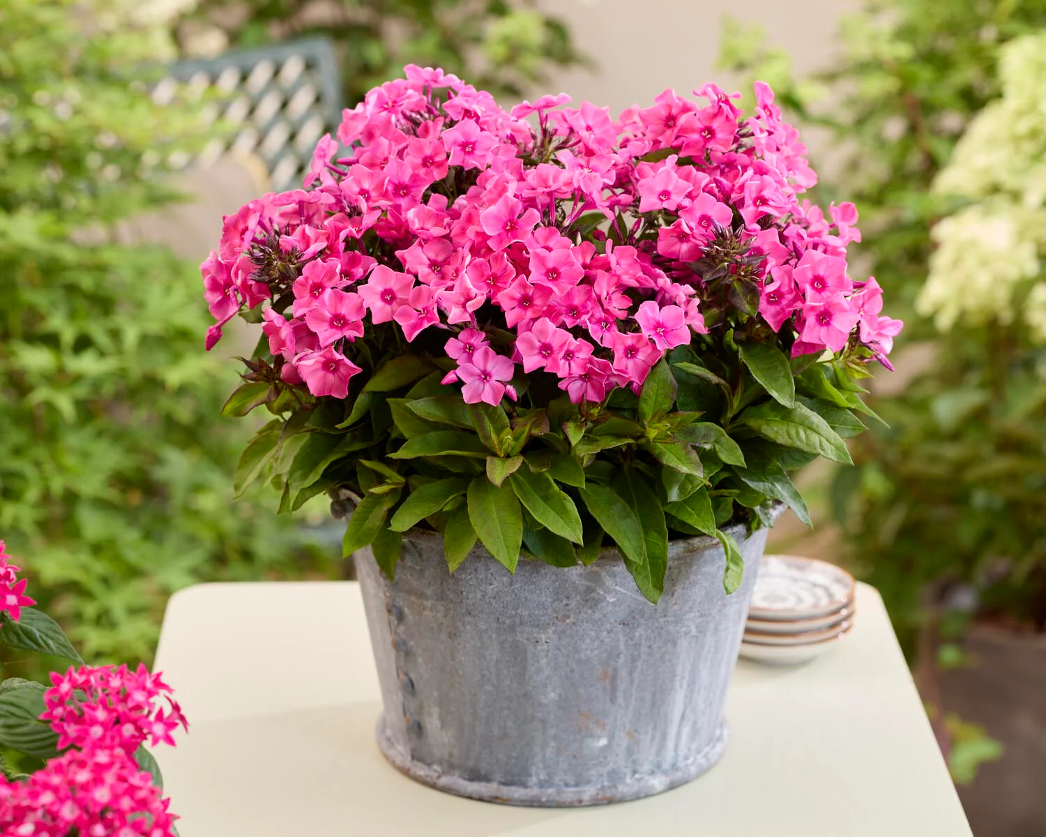 Phlox 'Flatscreen Dusk' - Image 4