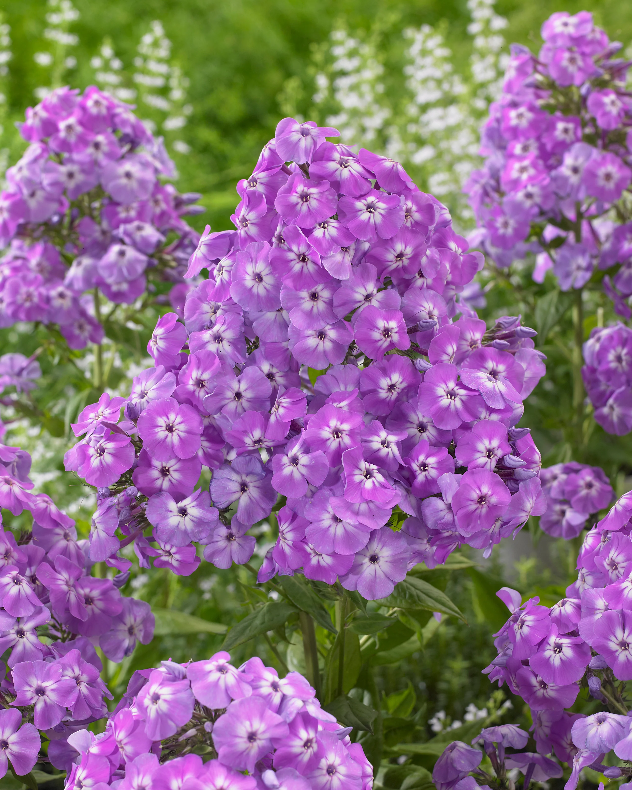 Phlox 'Goliath' - Image 2