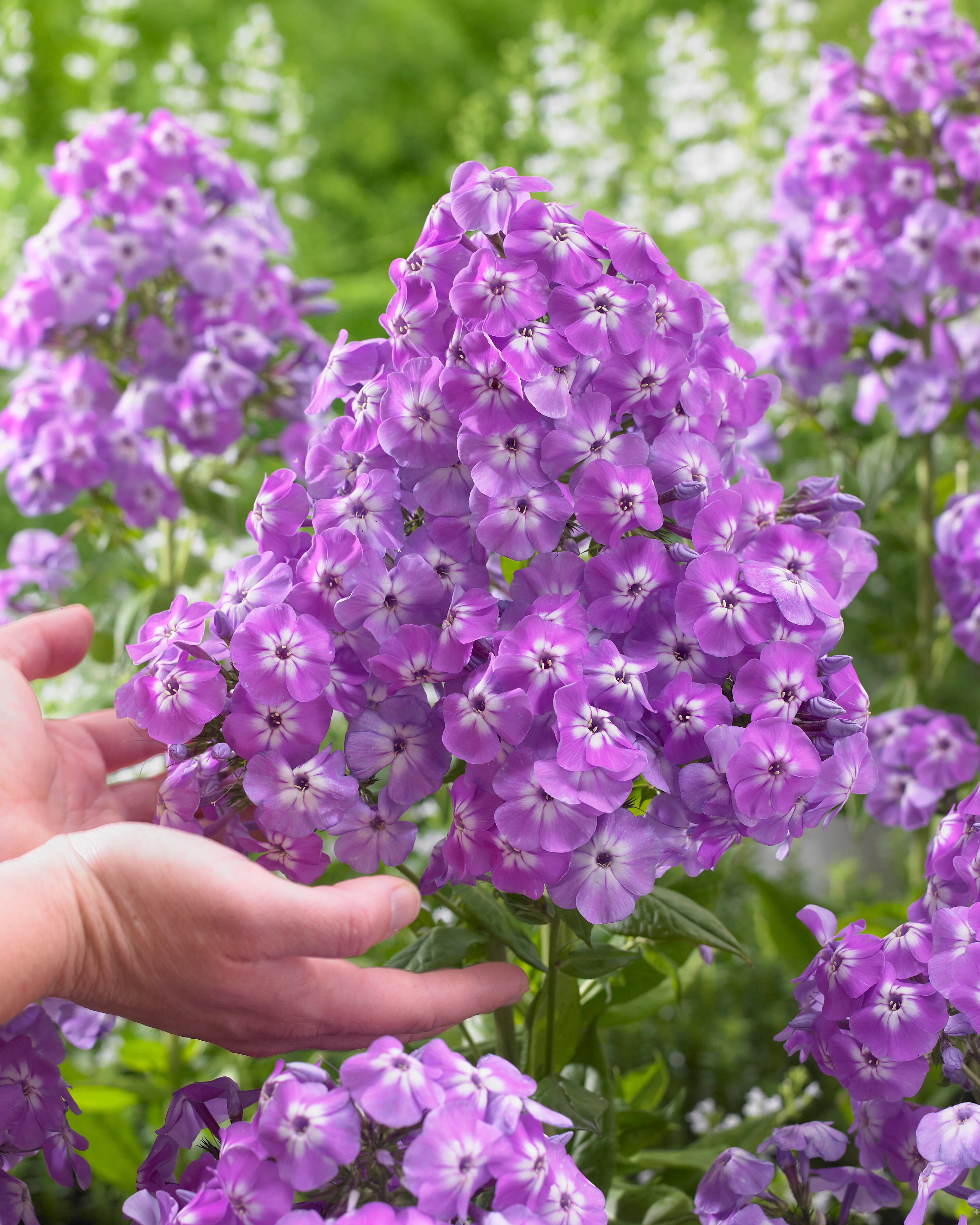 Phlox 'Goliath' - Image 3
