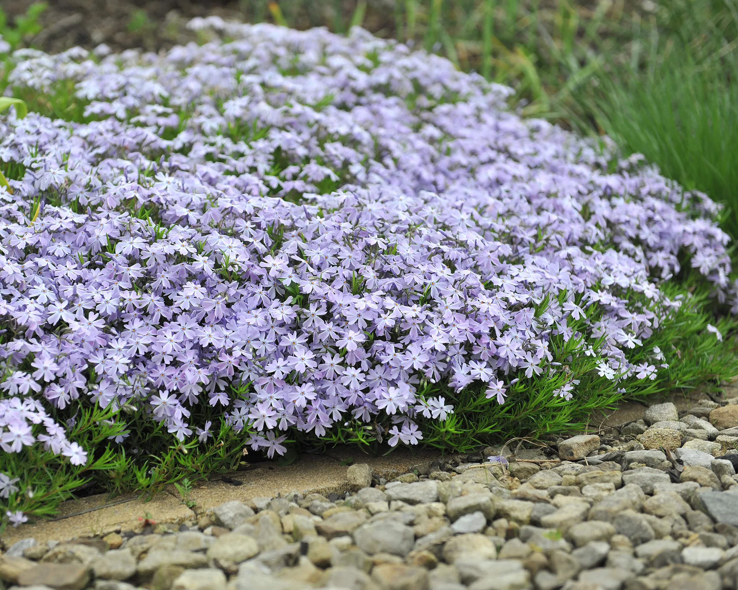 Phlox 'Ground Blue' - Image 6
