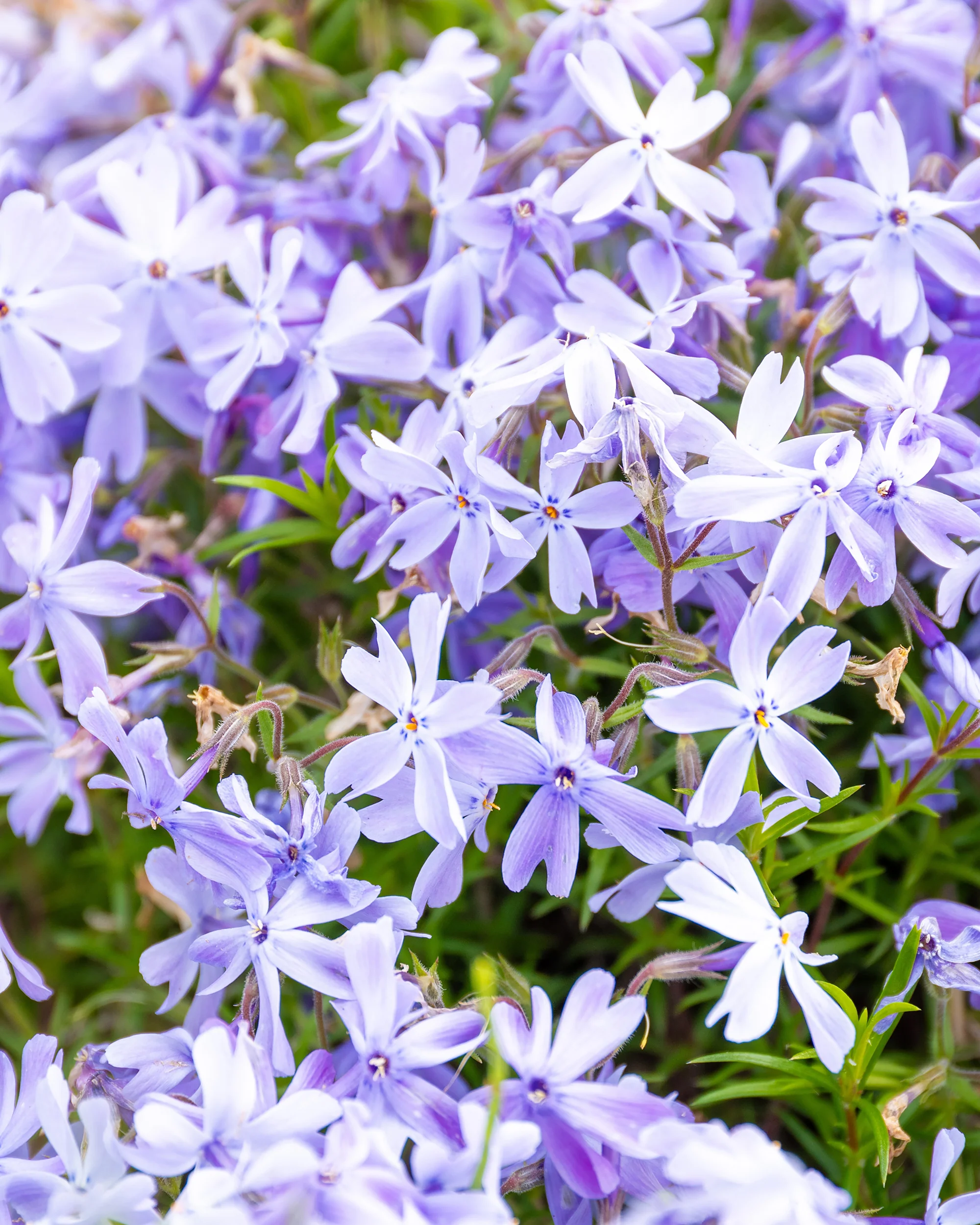 Phlox 'Ground Blue' - Image 7