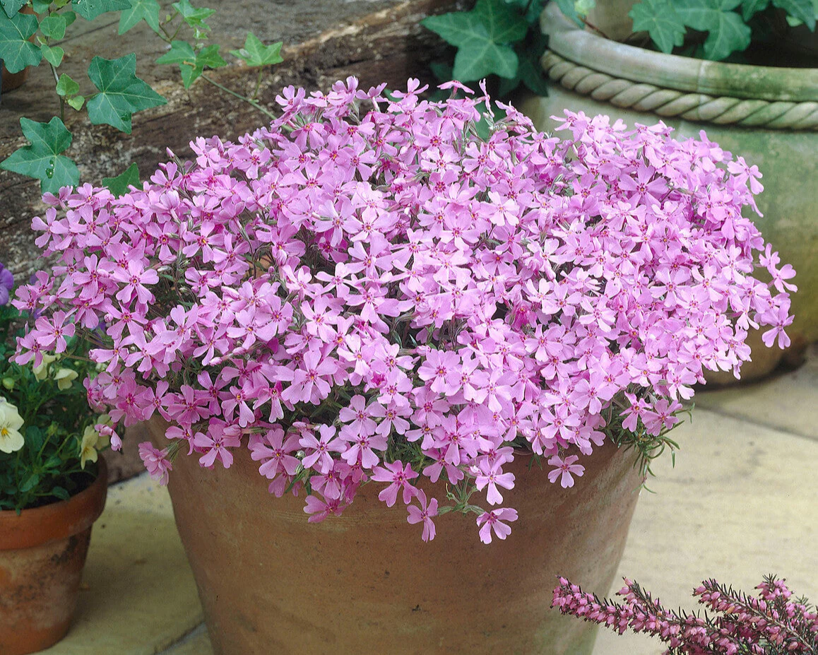 Phlox 'Ground Pink' - Image 3