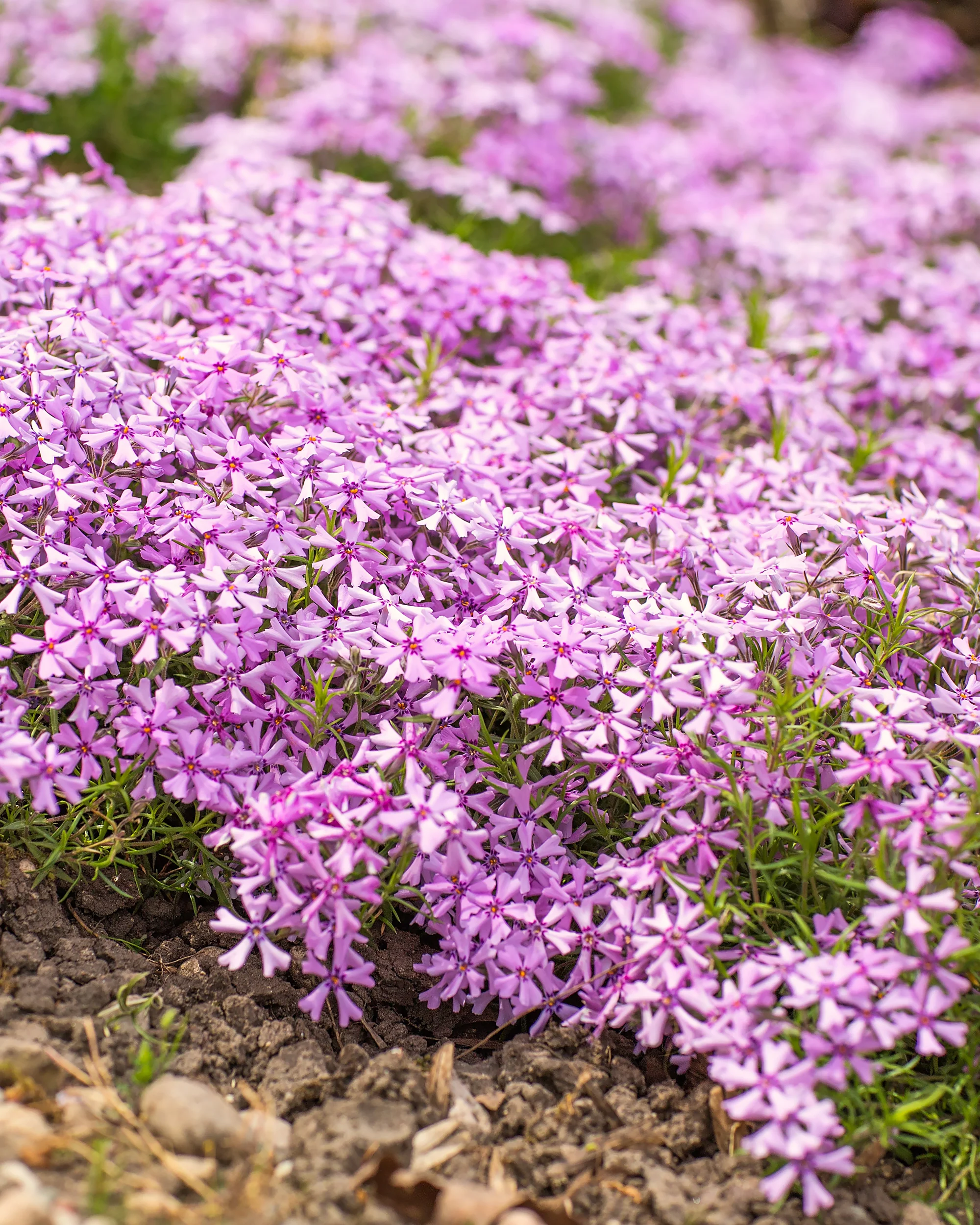 Phlox 'Ground Pink' - Image 8