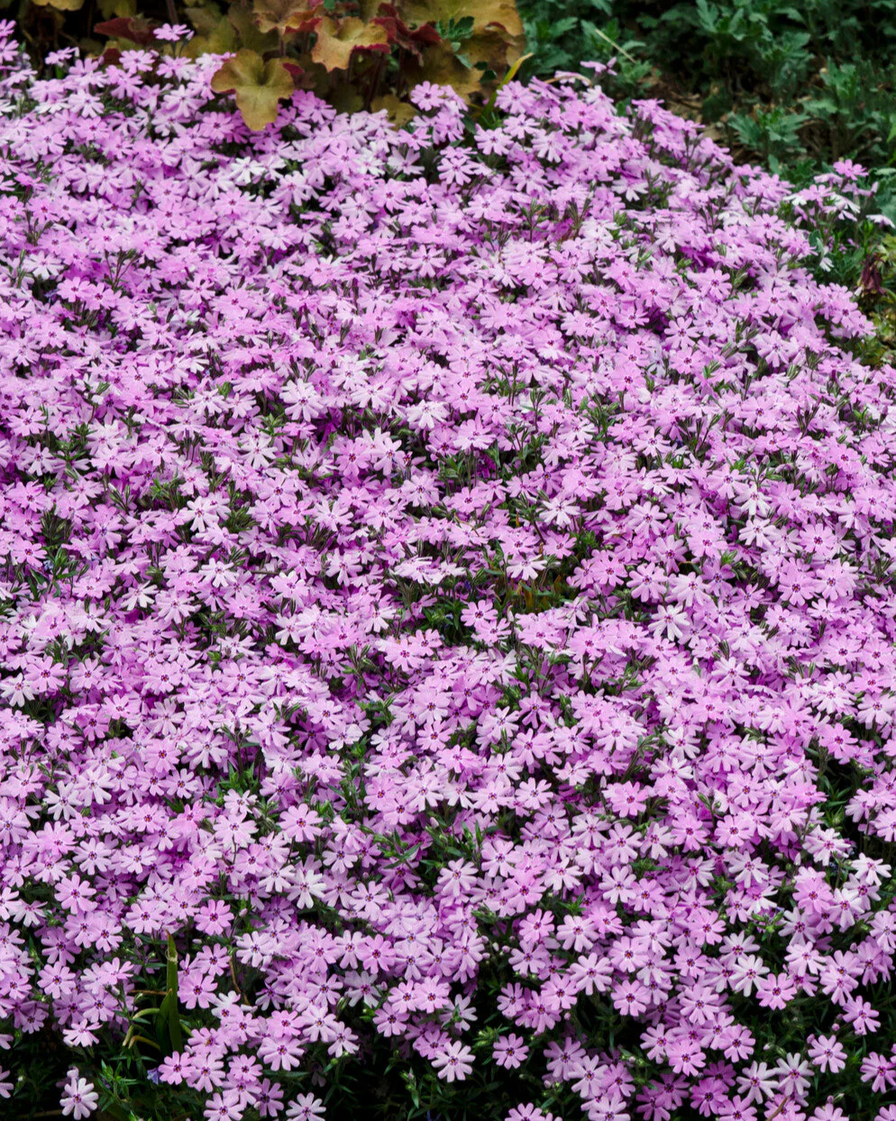 Phlox 'Ground Pink' - Image 9