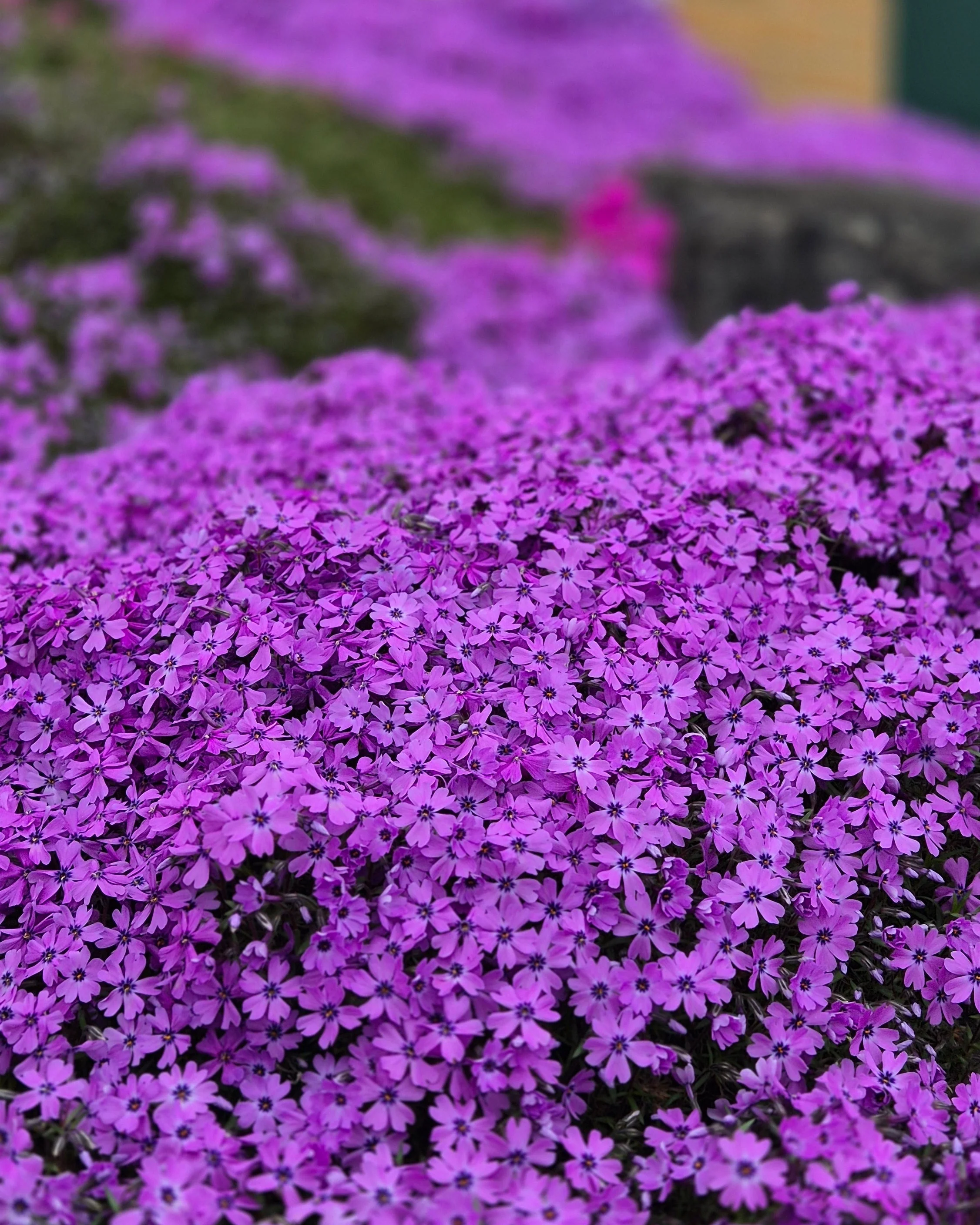 Phlox 'Ground Purple' - Image 3