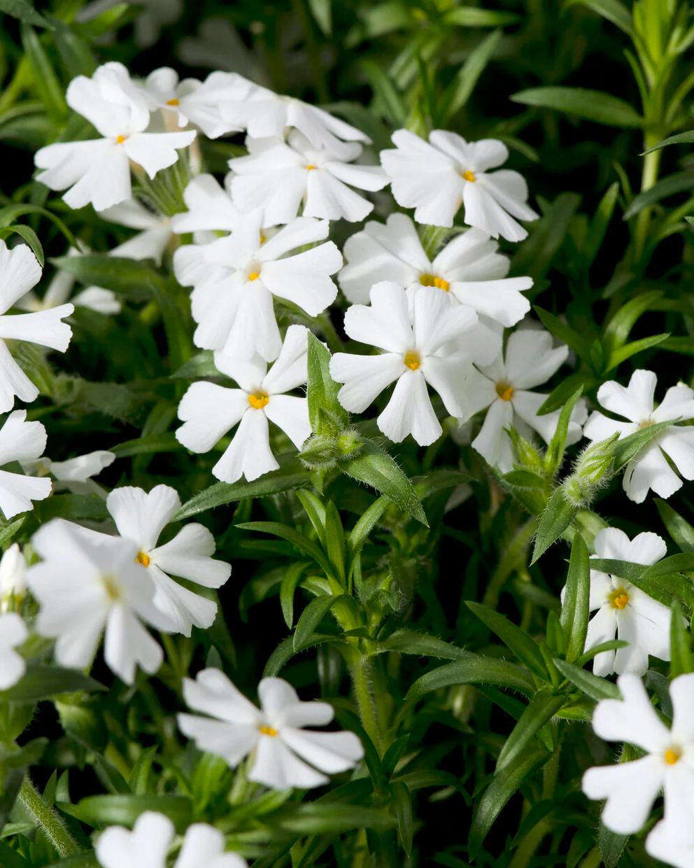 Phlox 'Ground White' - Image 2