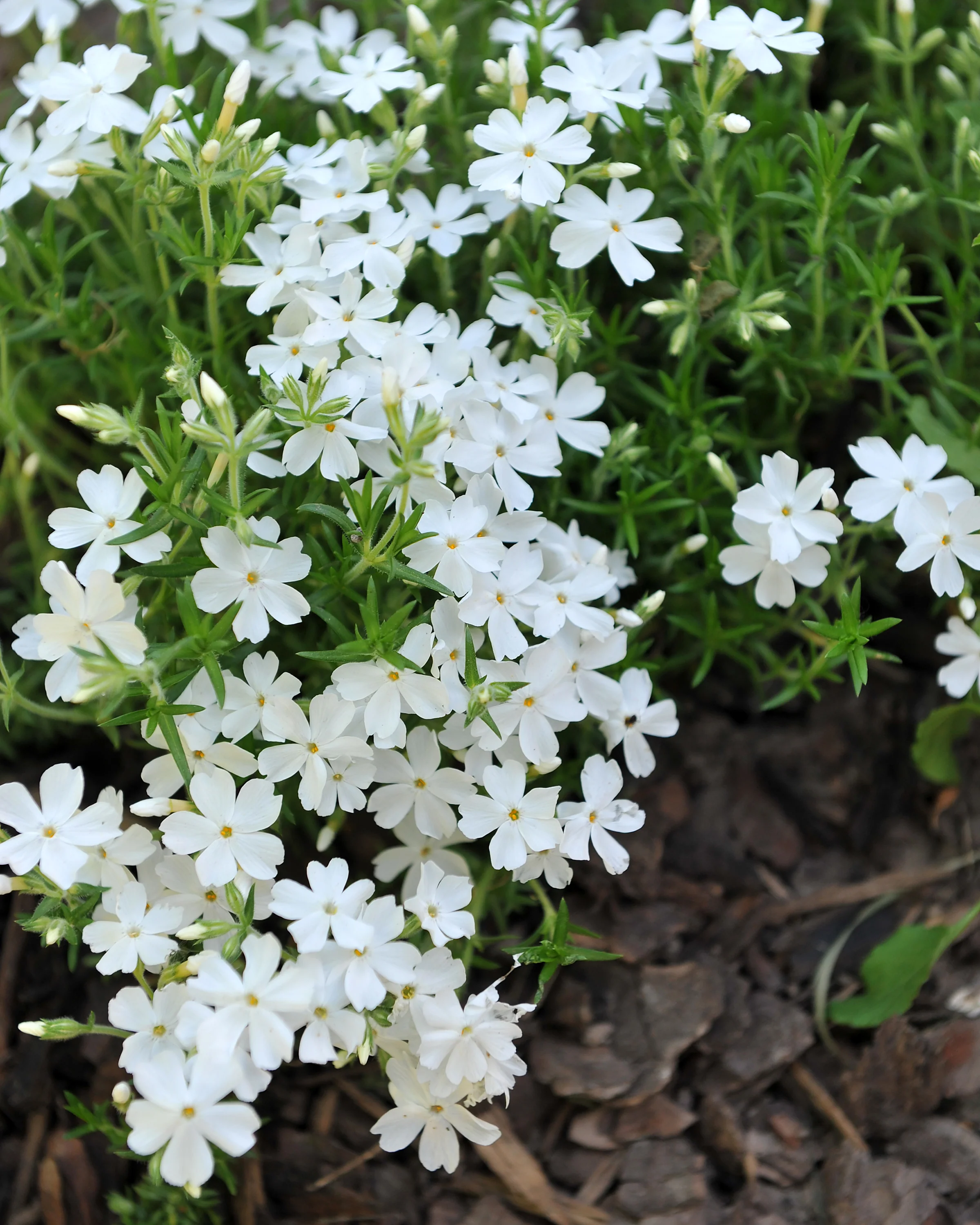 Phlox 'Ground White' - Image 5