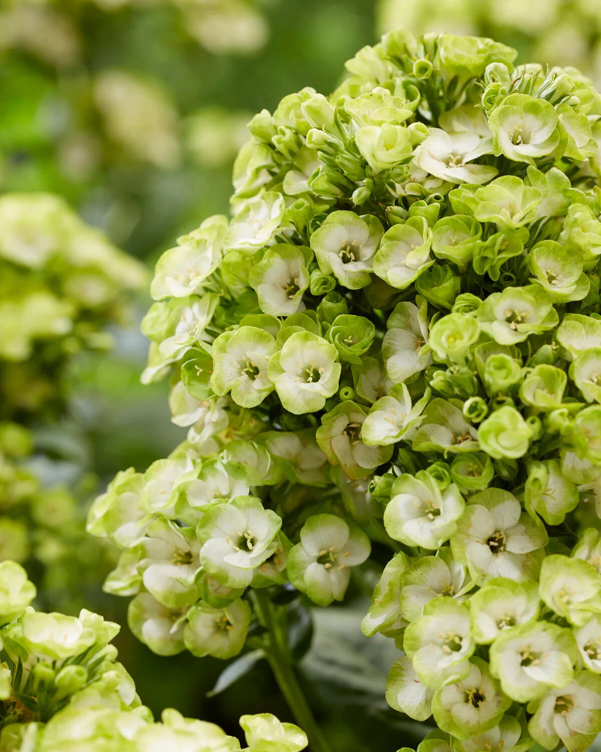 Phlox 'Orchid Green' - Image 4