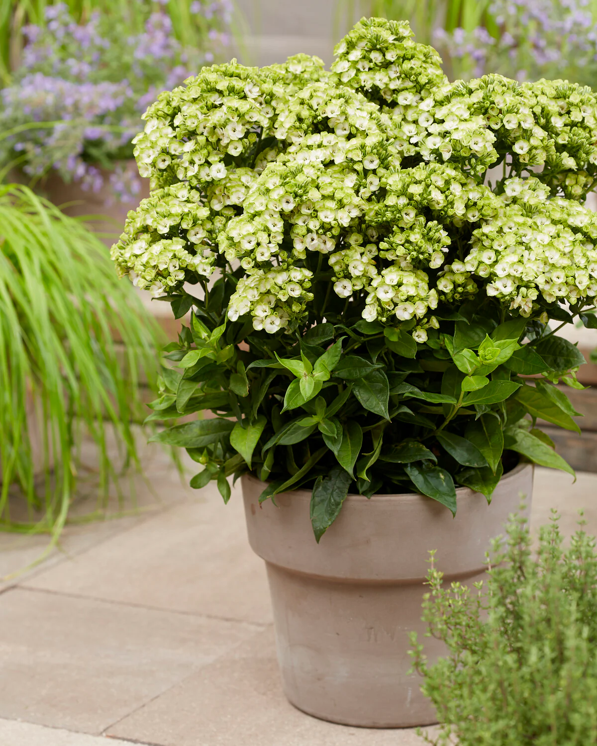 Phlox 'Orchid Green' - Image 5