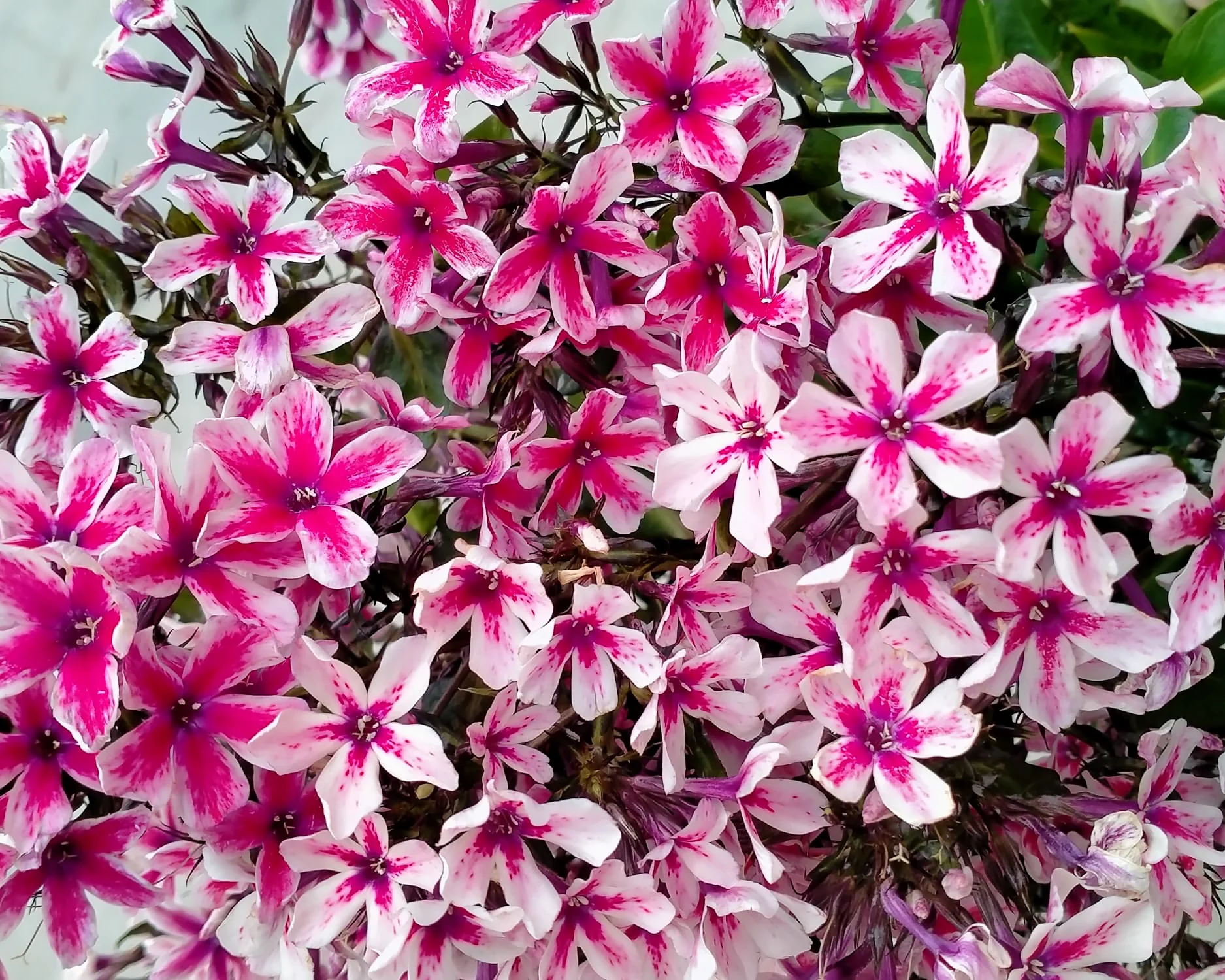 Phlox 'Palmyra' - Image 8