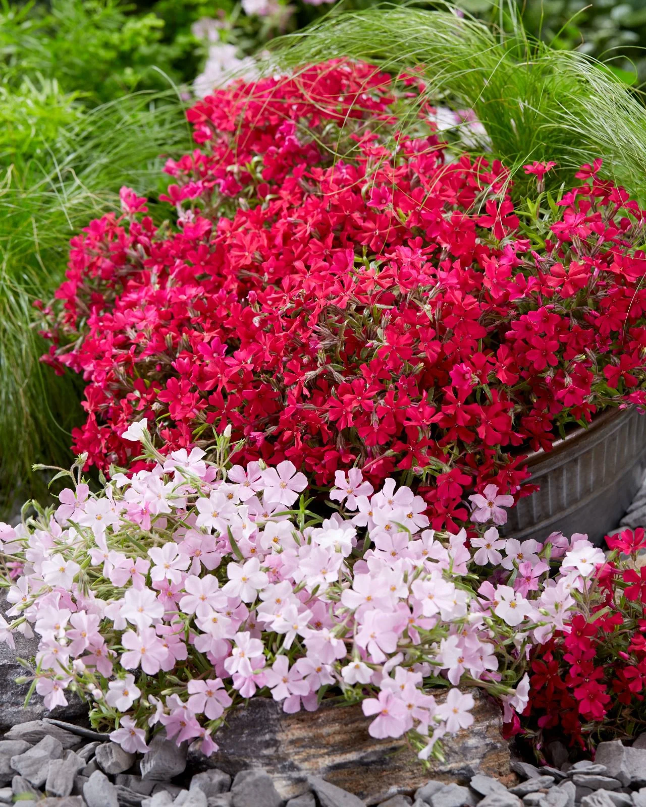 Phlox 'Red Carpet' - Image 5