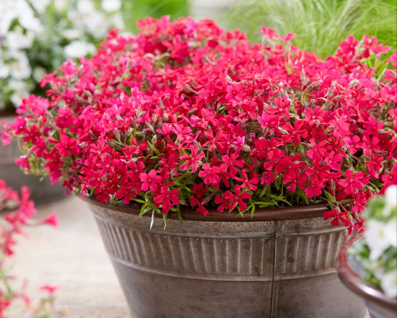 Phlox 'Red Carpet' - Image 6