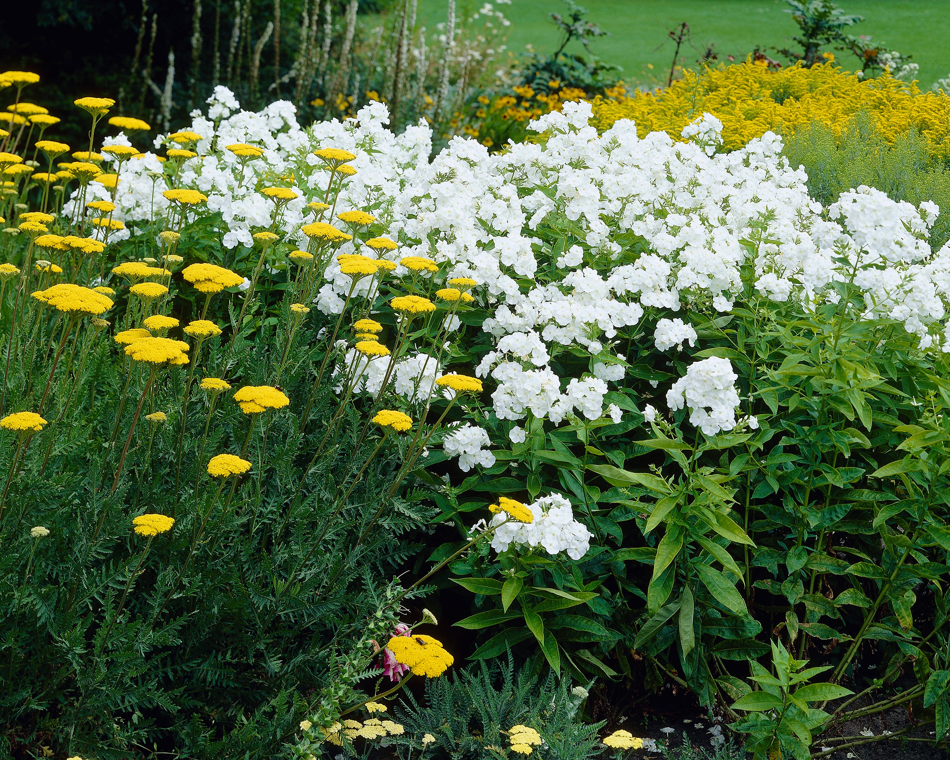 Phlox 'Rembrandt' - Image 2