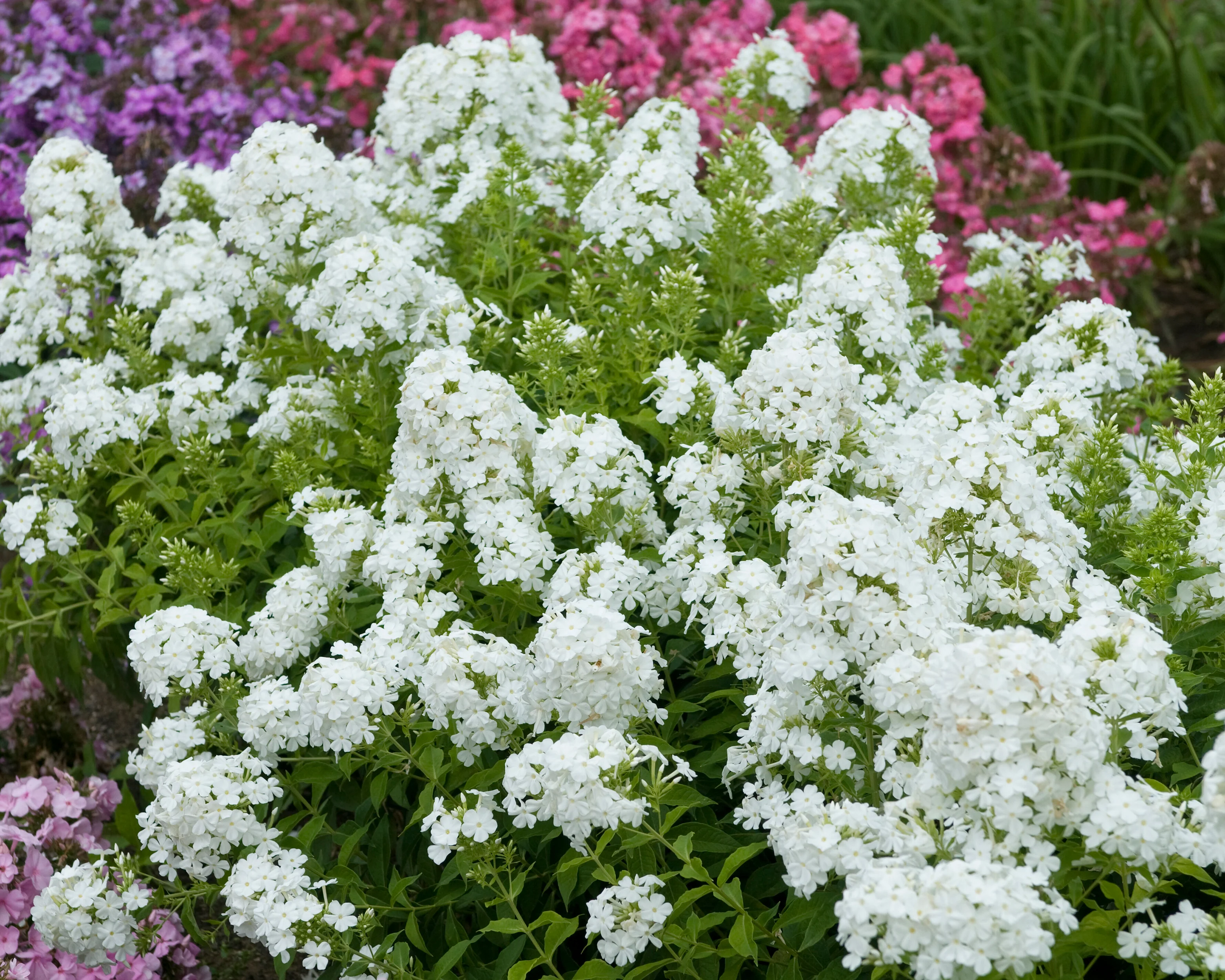 Phlox 'Rembrandt' - Image 4