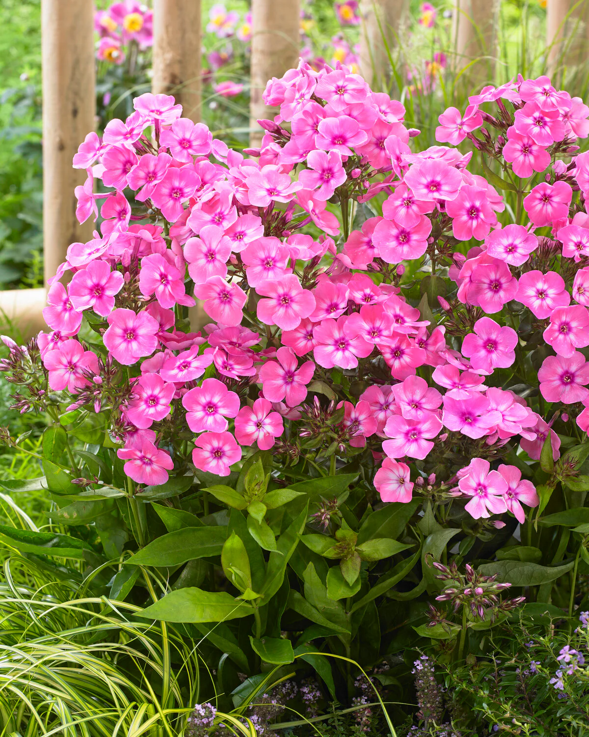 Phlox 'Sweet Summer Candy' - Image 2