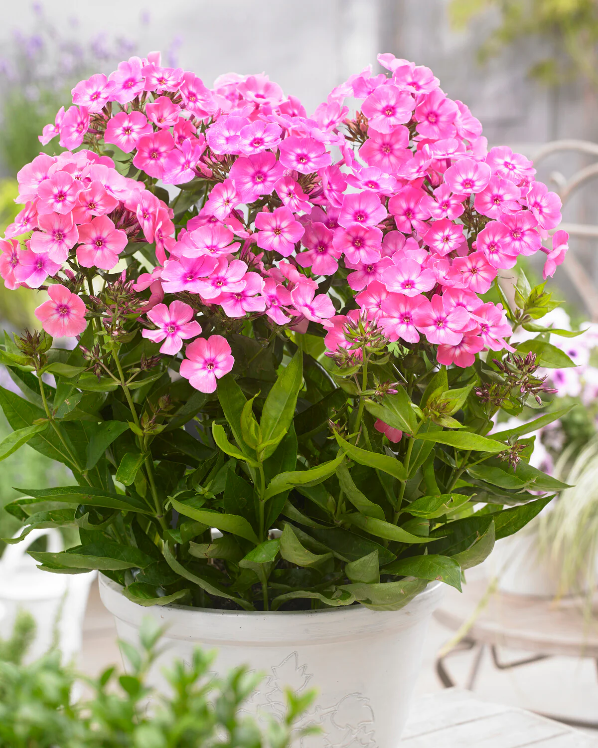 Phlox 'Sweet Summer Candy' - Image 3
