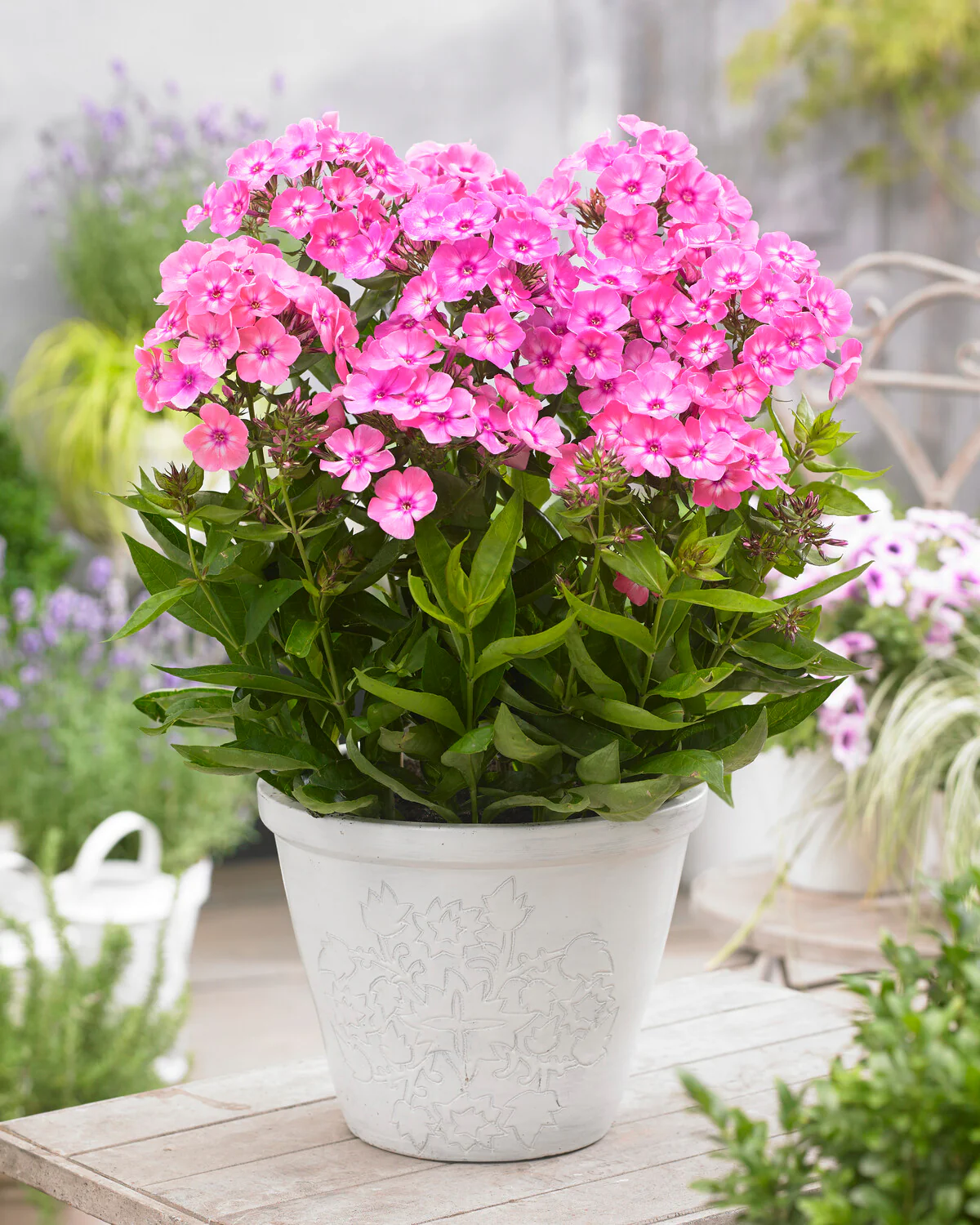 Phlox 'Sweet Summer Candy' - Image 4