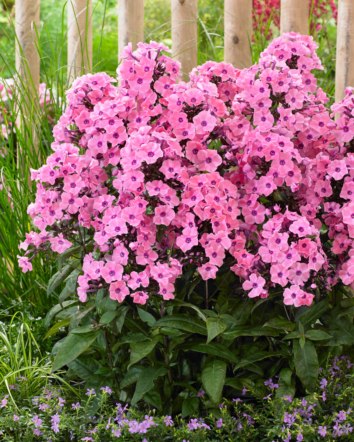 Phlox 'Sweet Summer Dream' - Image 2