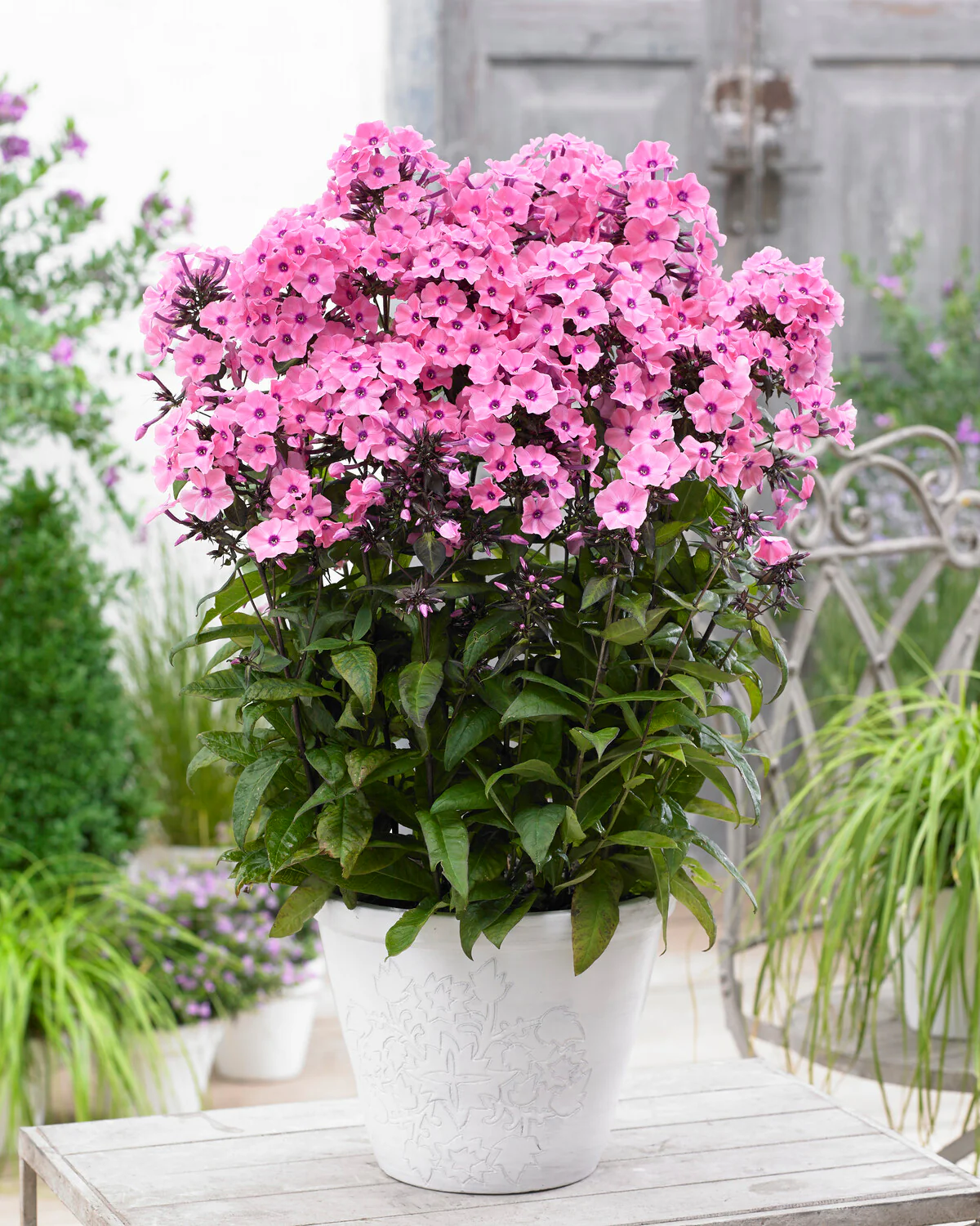 Phlox 'Sweet Summer Dream' - Image 4