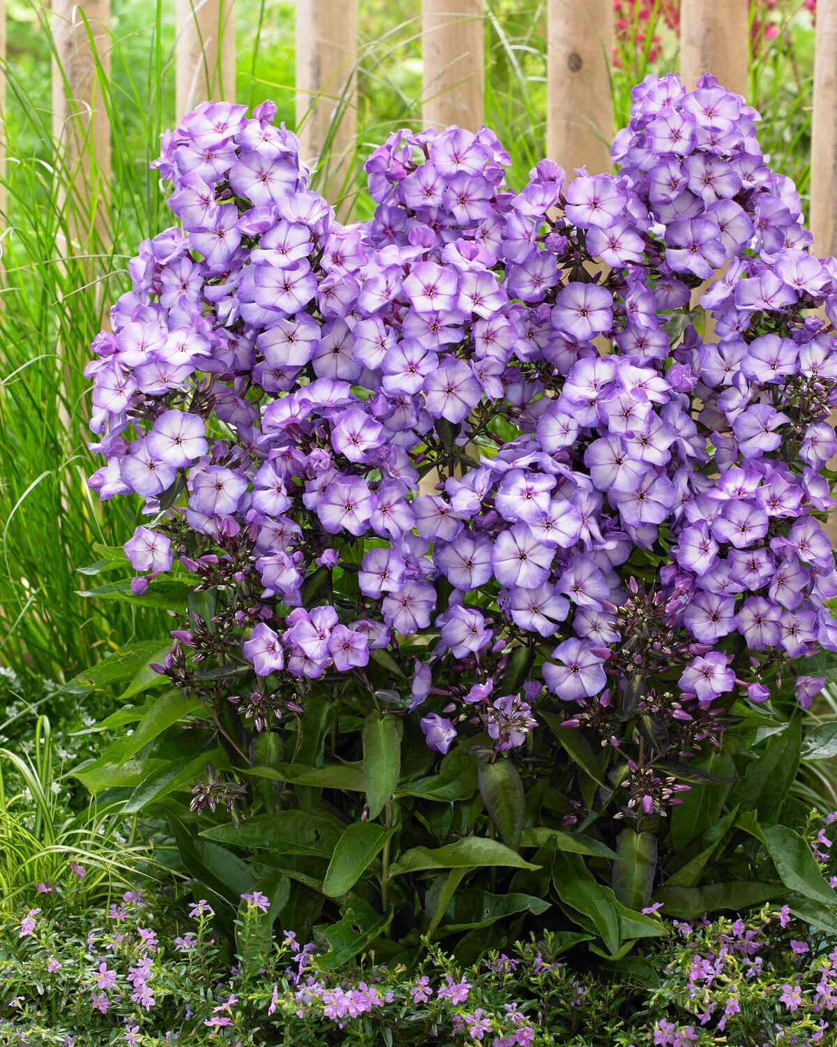 Phlox 'Sweet Summer Fantasy' - Image 2
