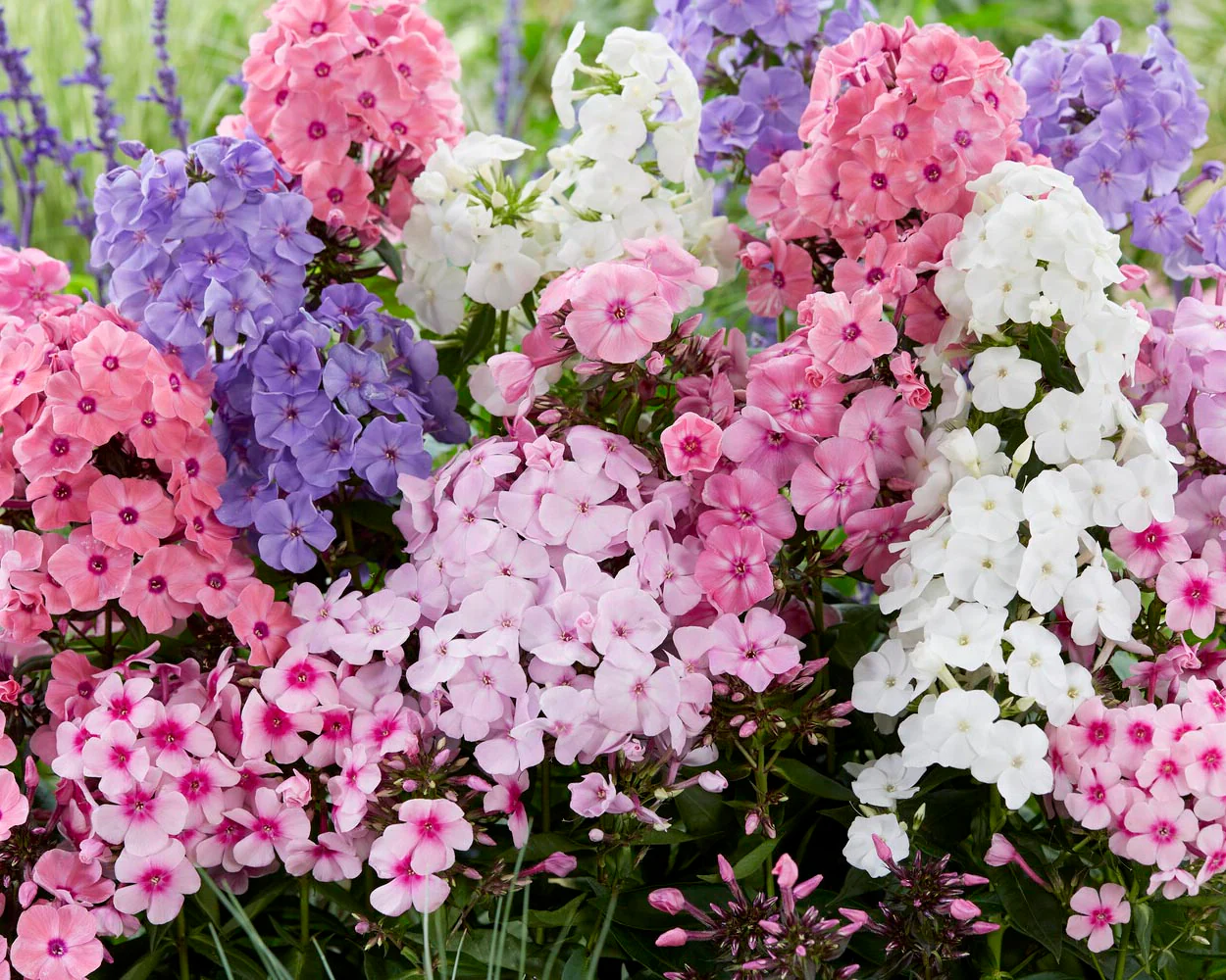 Phlox 'Sweet Summer Mix' - Image 3