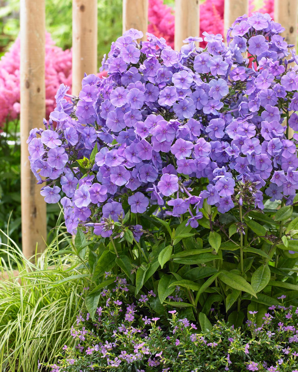 Phlox 'Sweet Summer Ocean' - Image 2