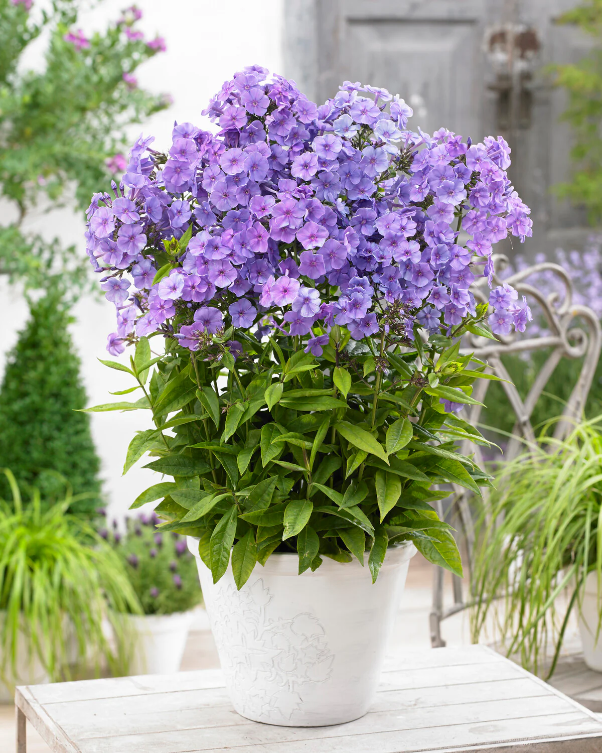 Phlox 'Sweet Summer Ocean' - Image 4