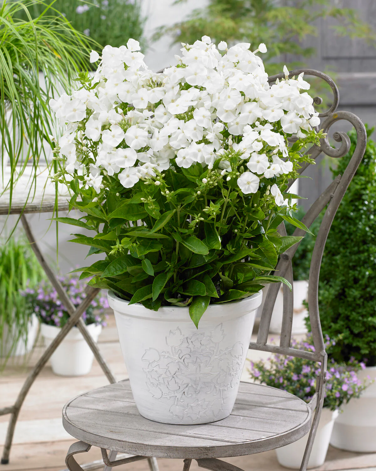 Phlox 'Sweet Summer Snow' - Image 5