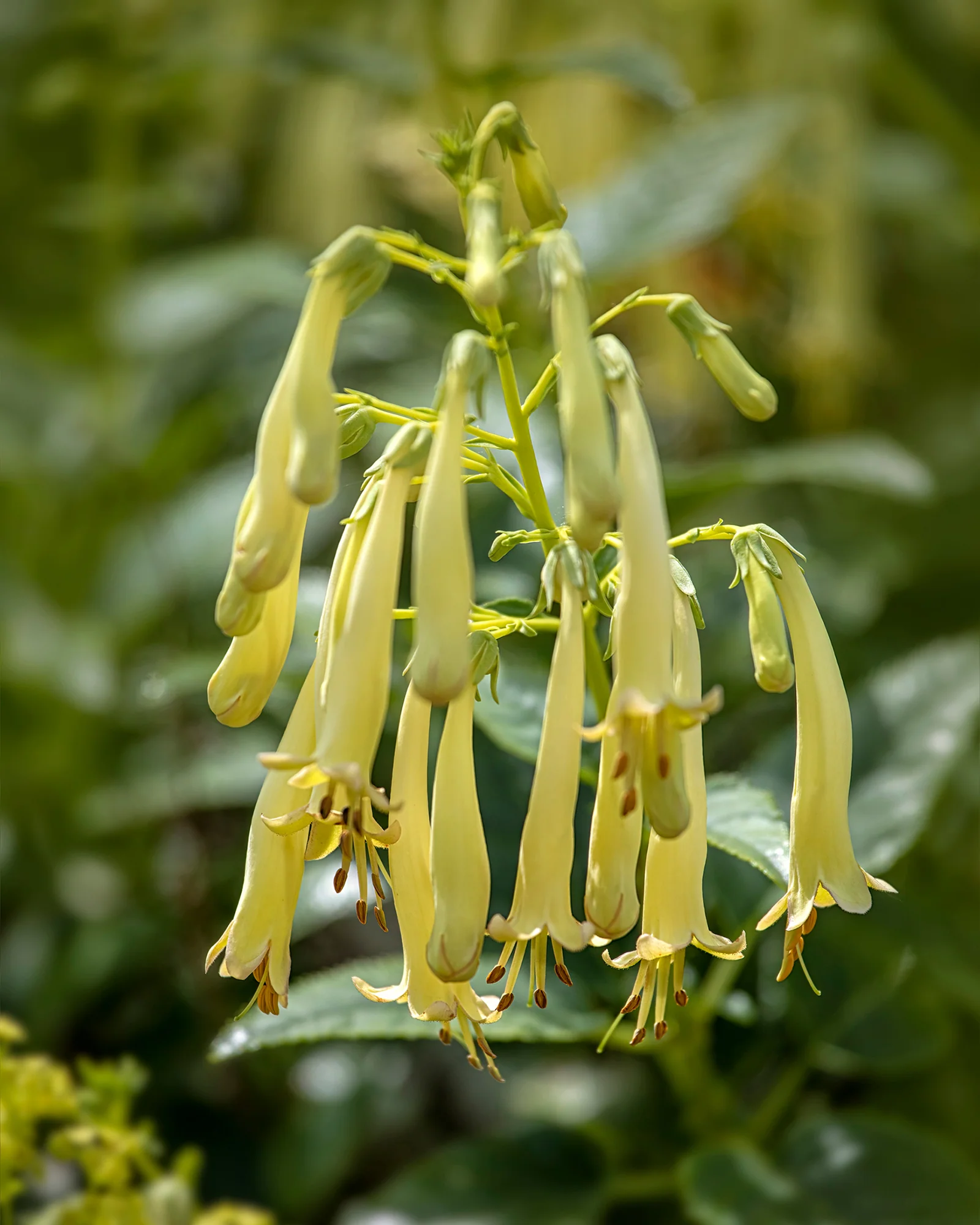 Phygelius 'Candy Drops Cream' - Image 4