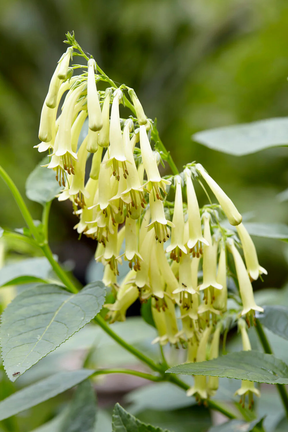 Phygelius 'Candy Drops Cream' - Image 5