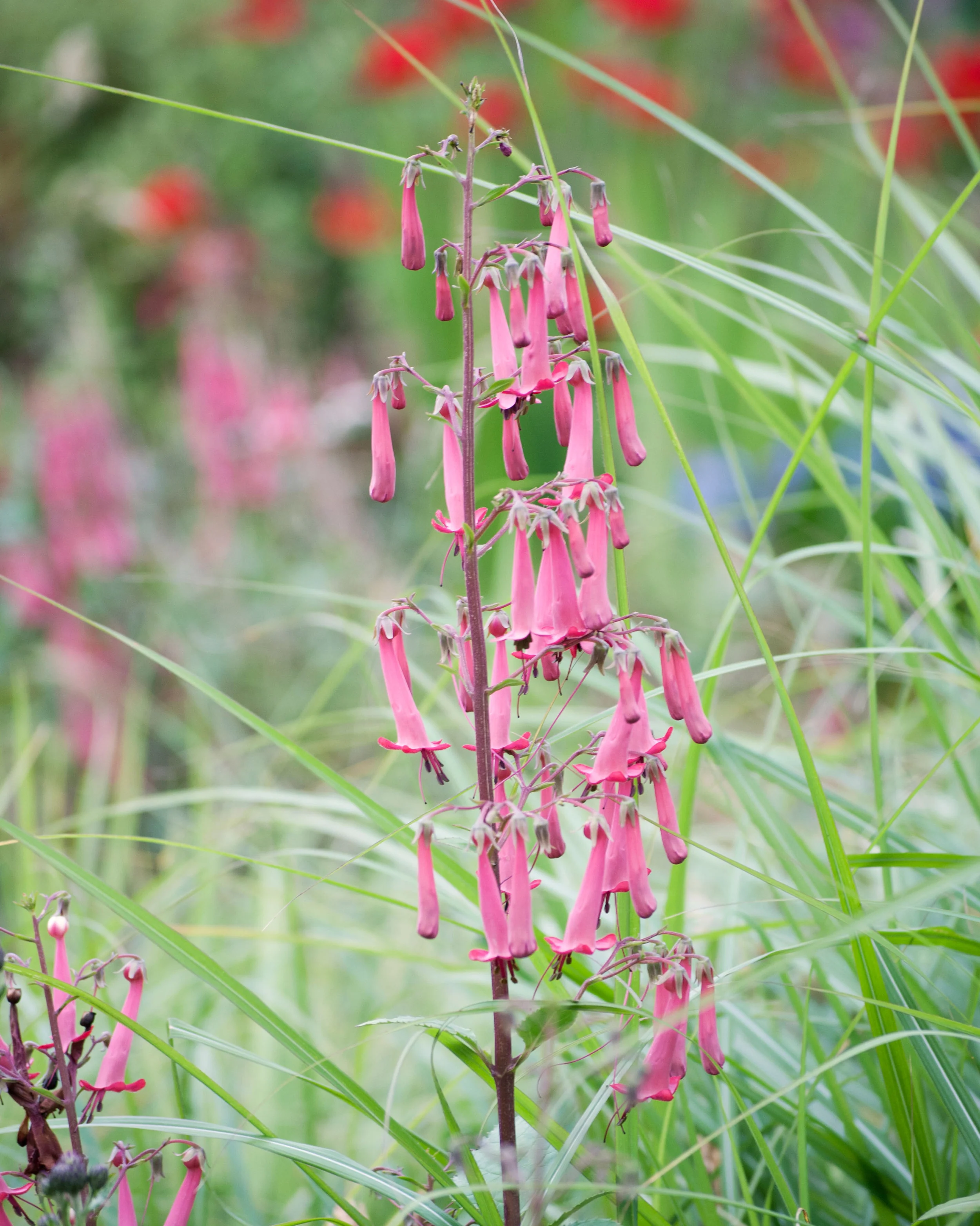 Phygelius 'Candy Drops Deep Rose' - Image 6