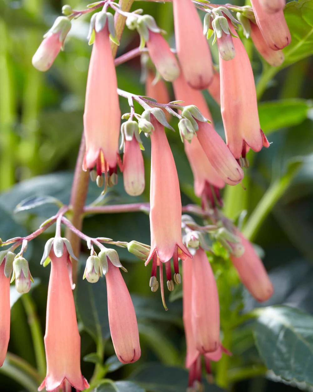 Phygelius 'Candy Drops Tangerine' - Image 3