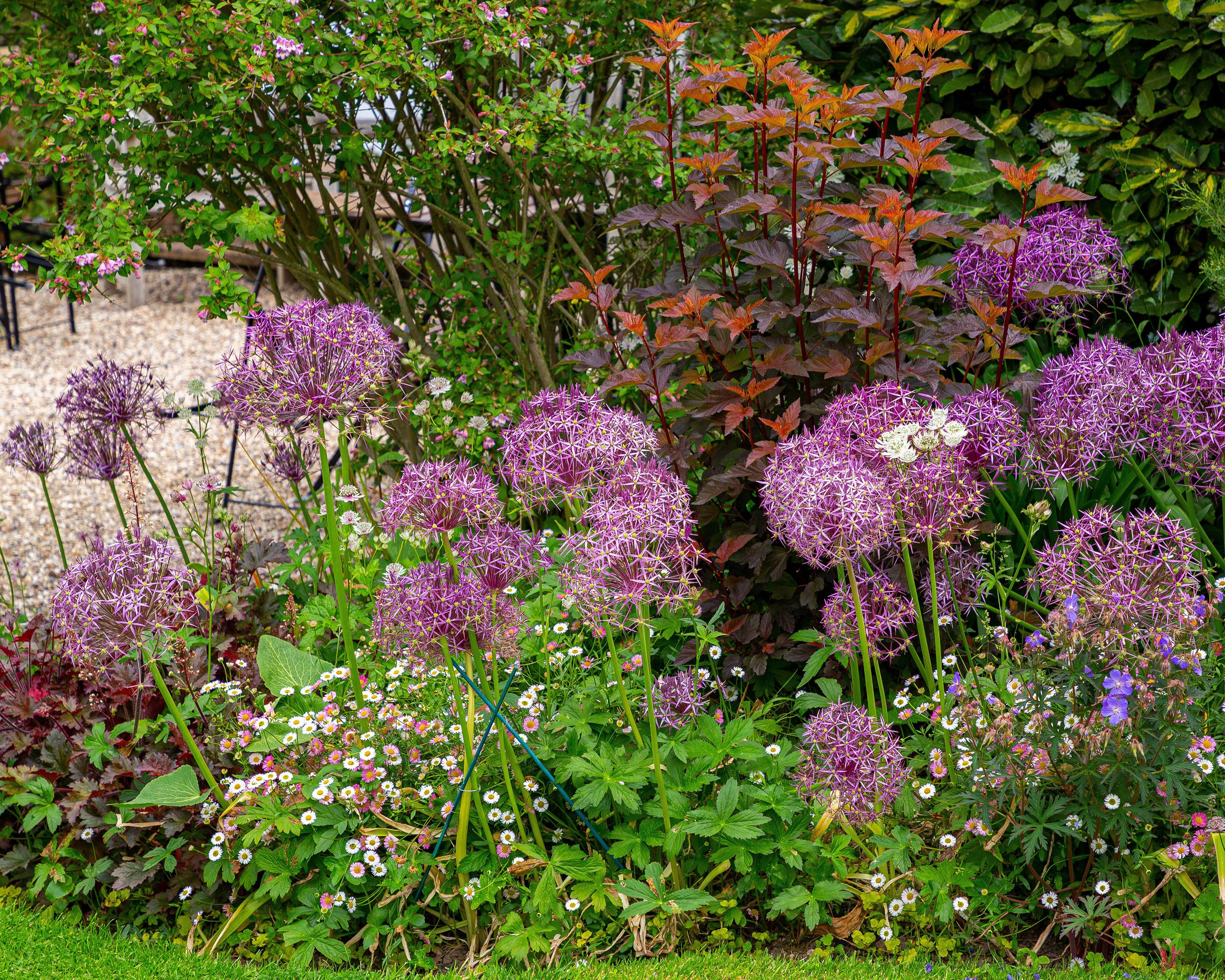 Physocarpus 'Diable d'Or' - Image 7