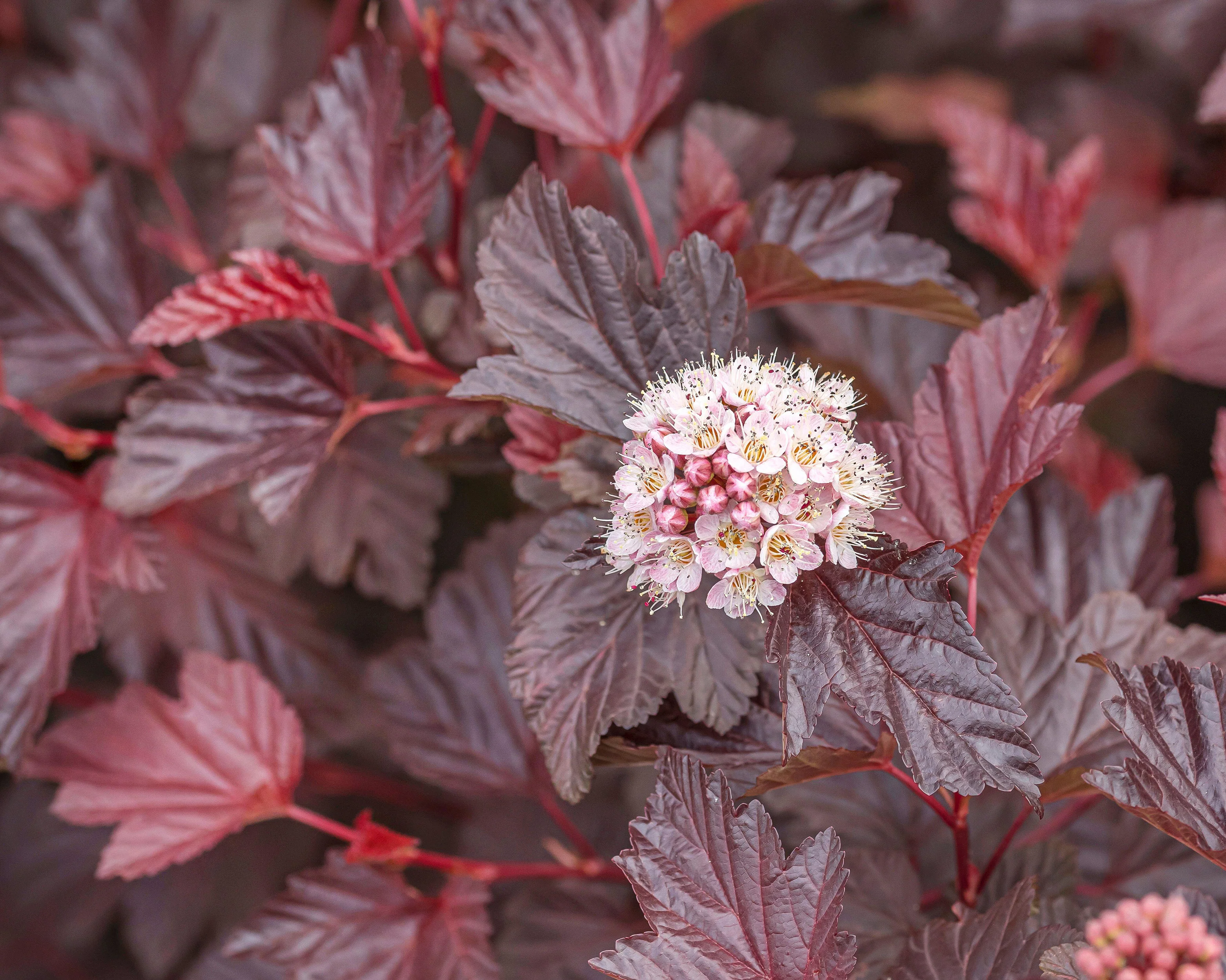 Physocarpus 'Lady in Red' - Image 2
