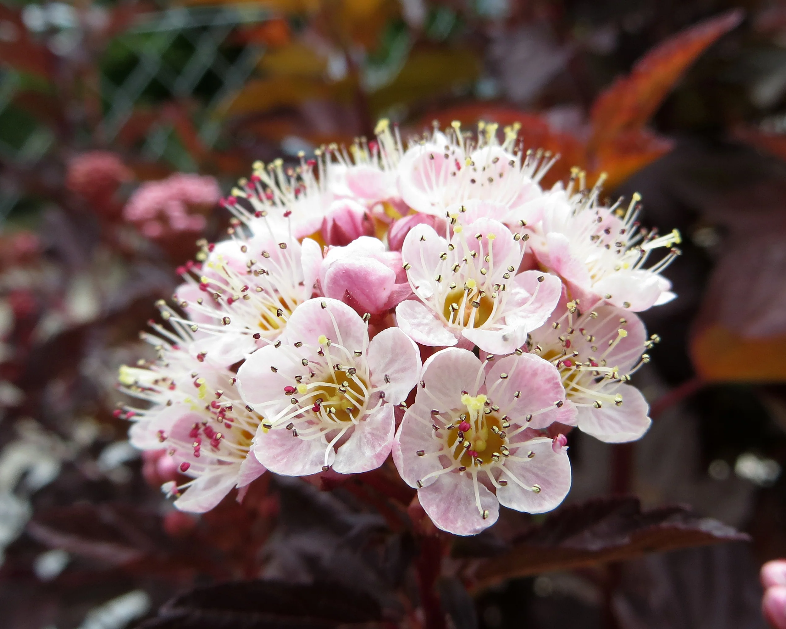 Physocarpus 'Lady in Red' - Image 3