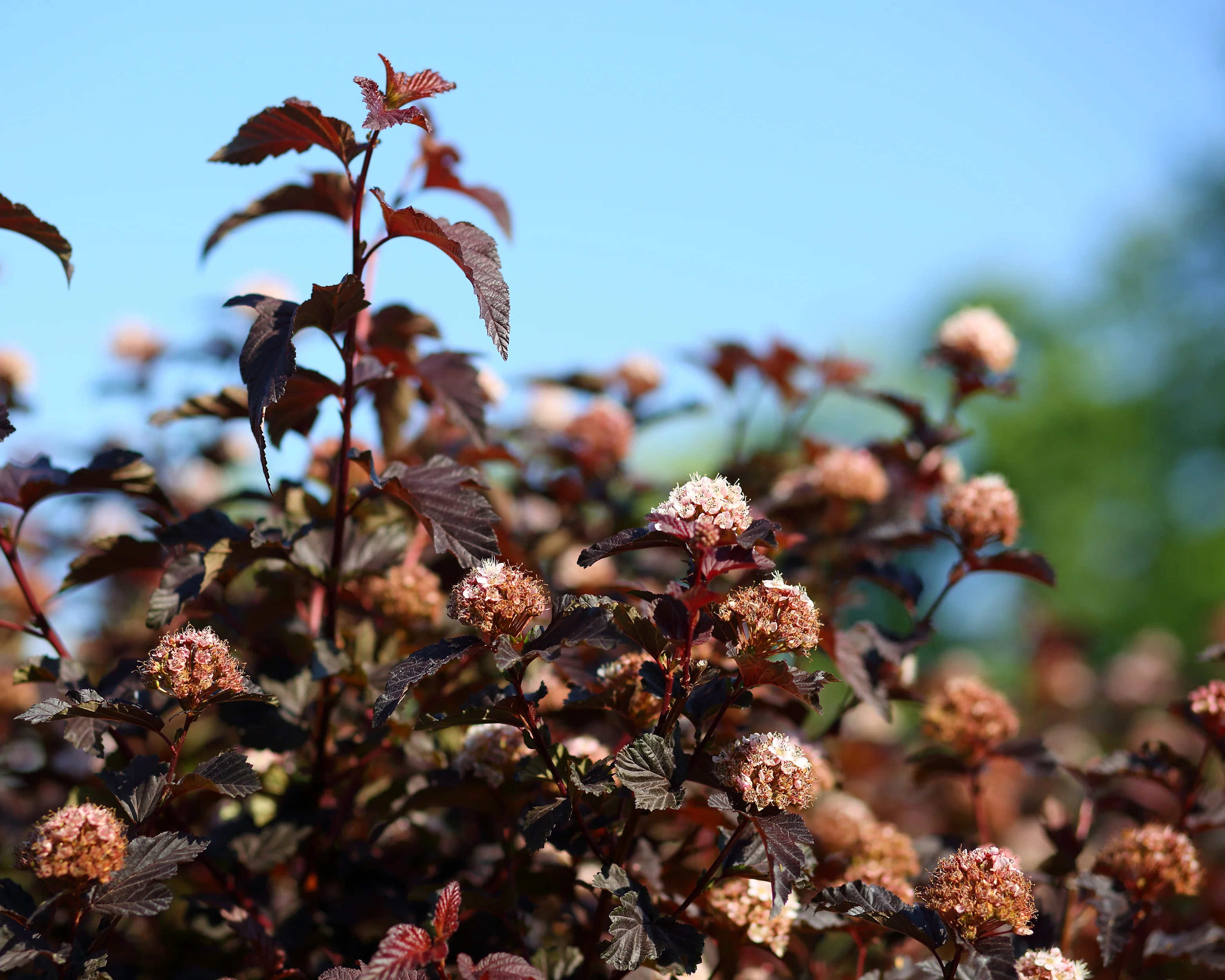 Physocarpus 'Lady in Red' - Image 4